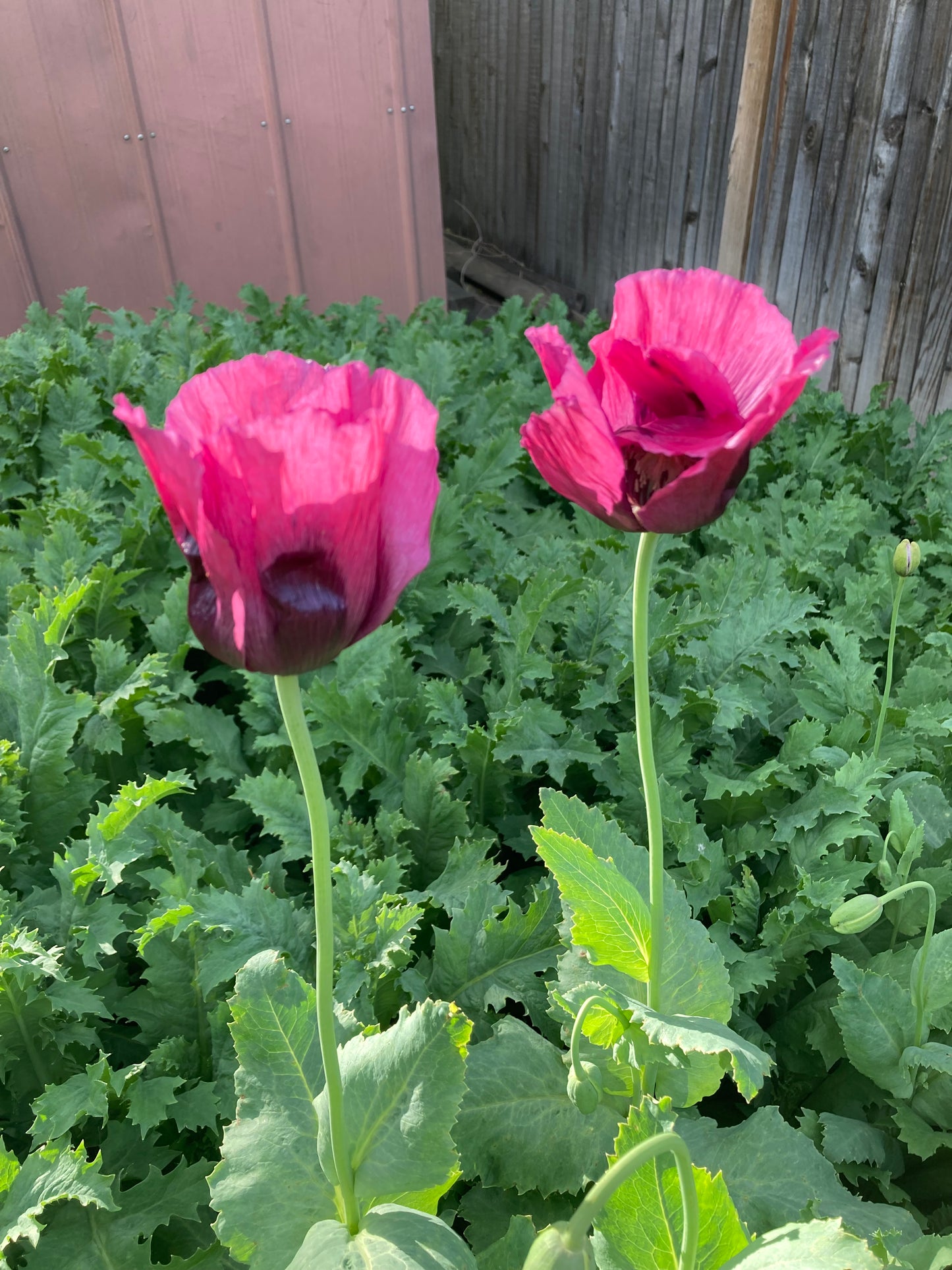 Afghan Blue Poppy (500+ seeds)