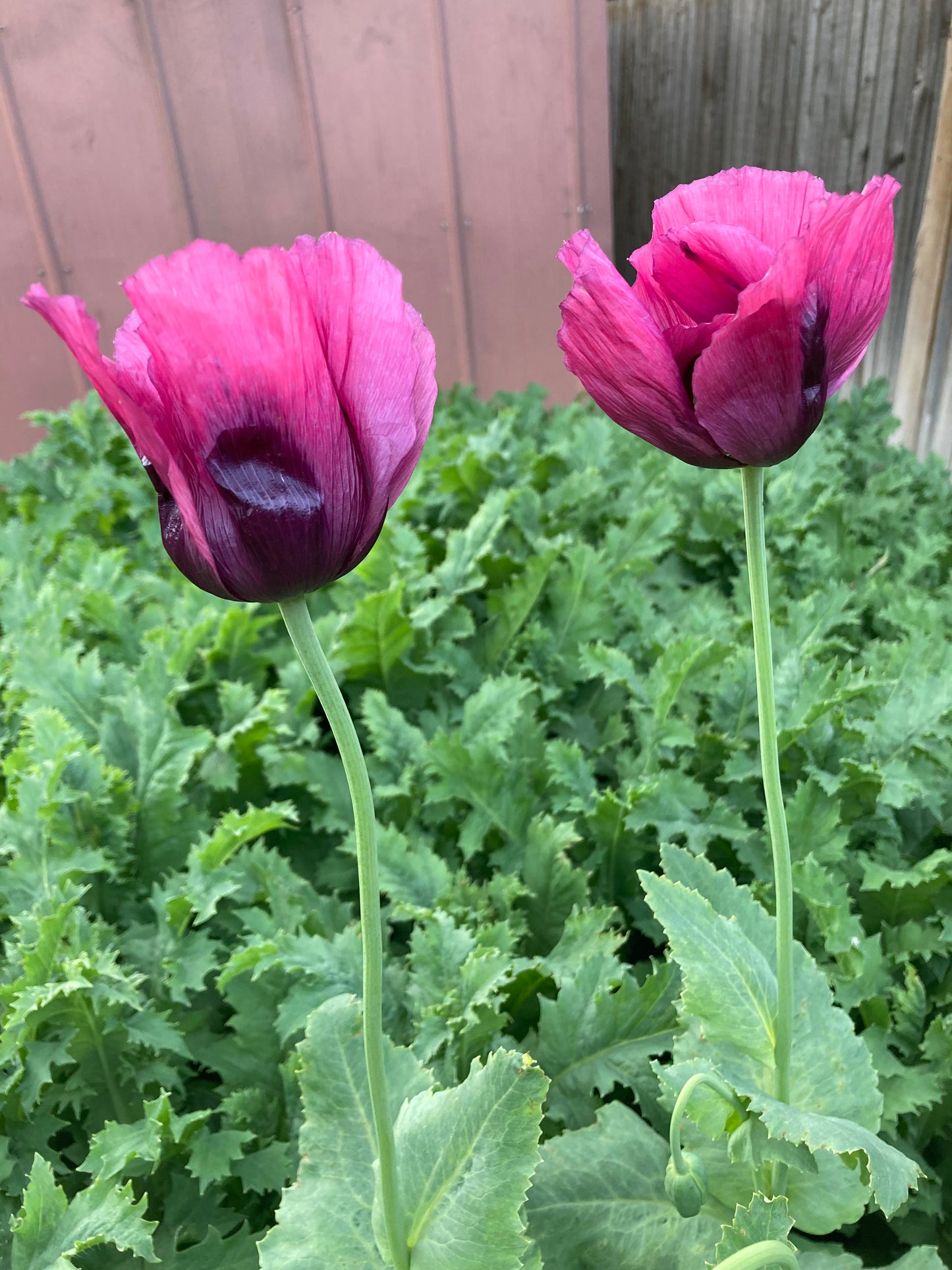 Afghan Blue Poppy (500+ seeds)