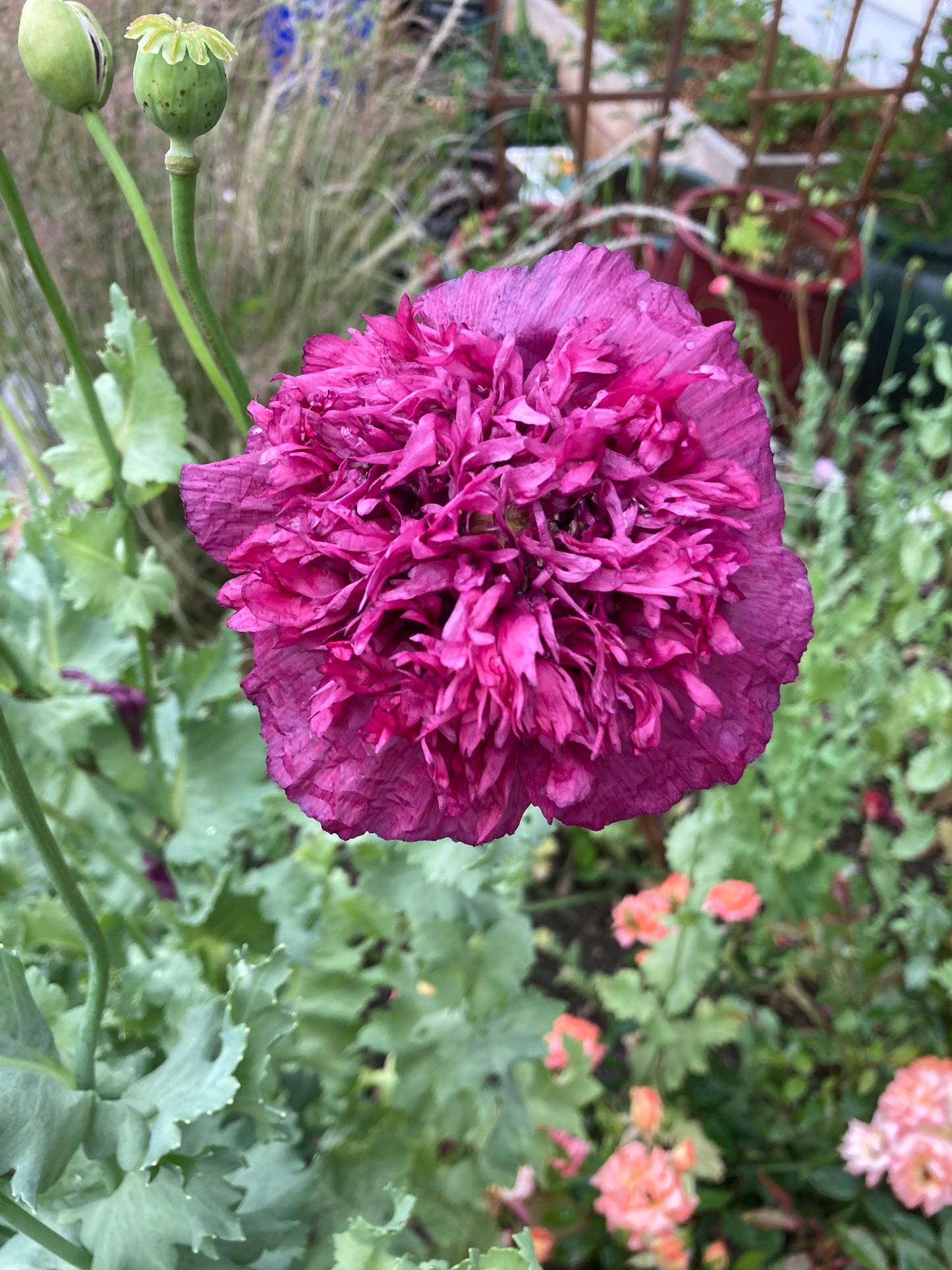 Lauren's Cloud Poppy (500+ seeds)