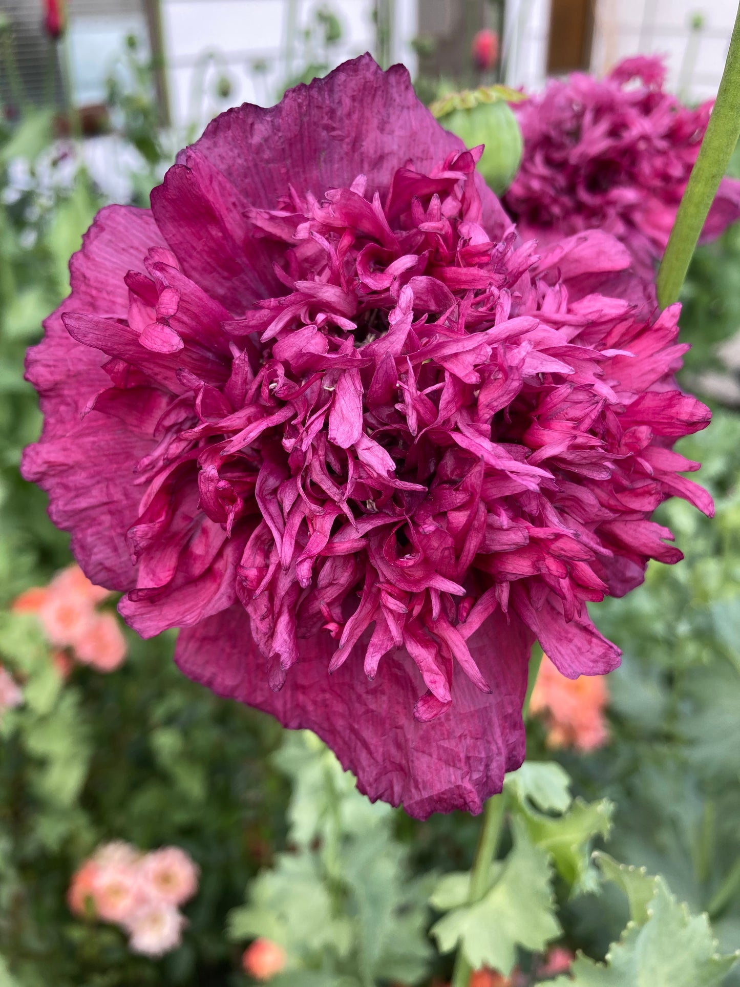 Lauren's Cloud Poppy (500+ seeds)