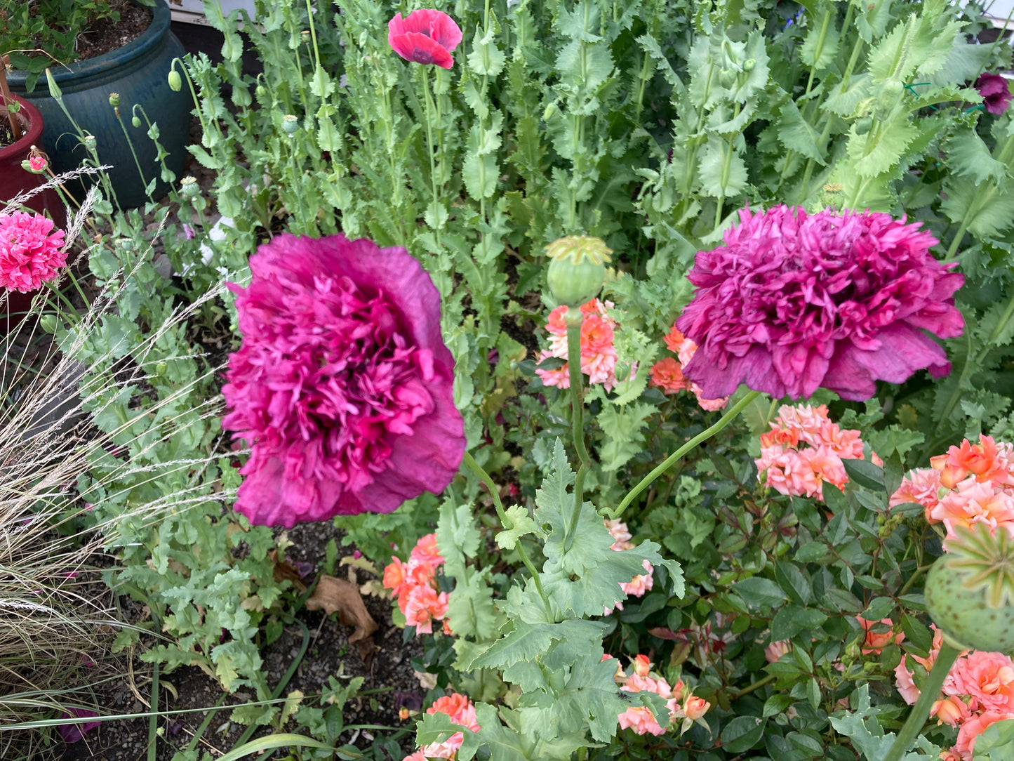 Lauren's Cloud Poppy (500+ seeds)