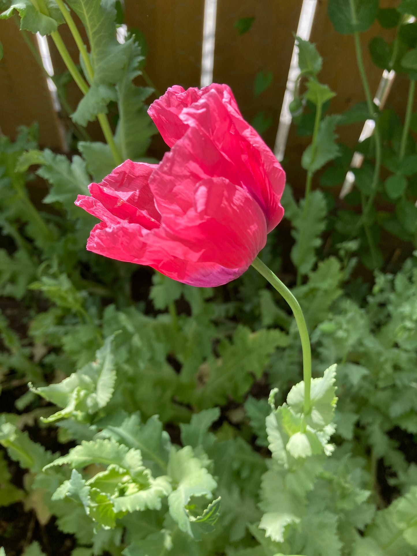 Okanagan Bush Poppy (1000+ seeds)