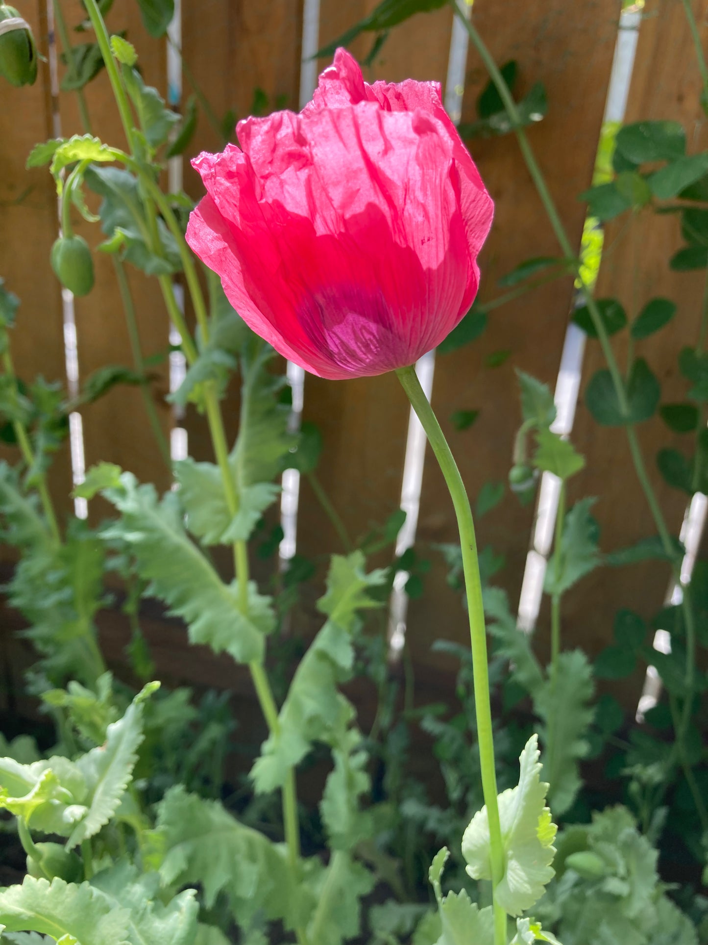 Okanagan Bush Poppy (1000+ seeds)