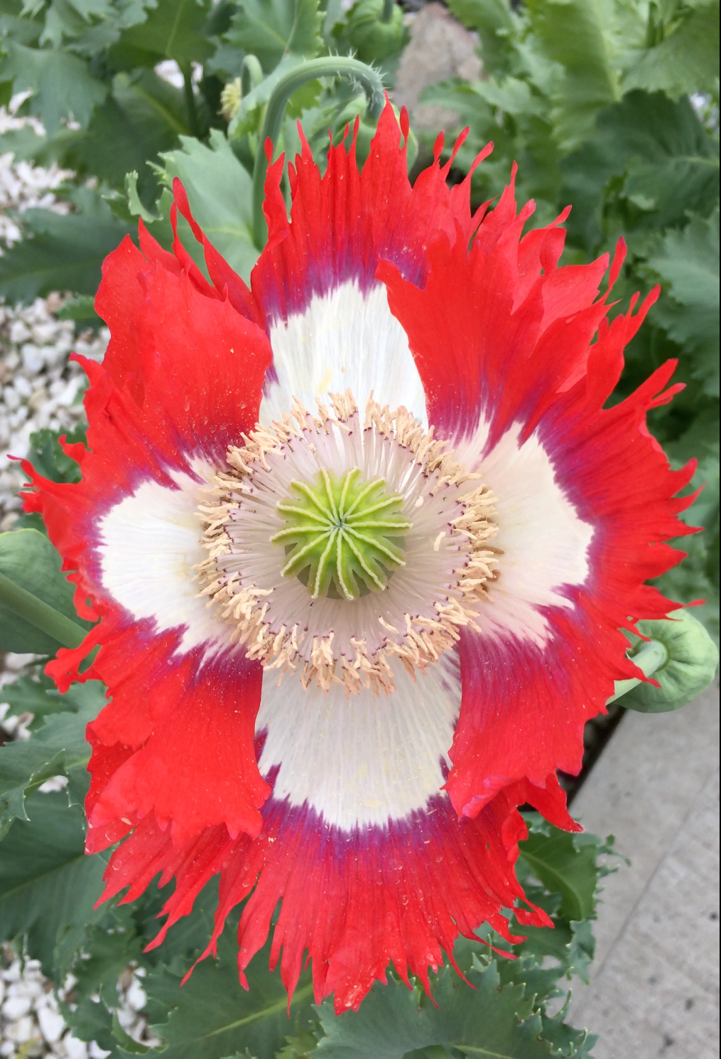 Izmir Danish Flag Poppy (1000+ seeds)