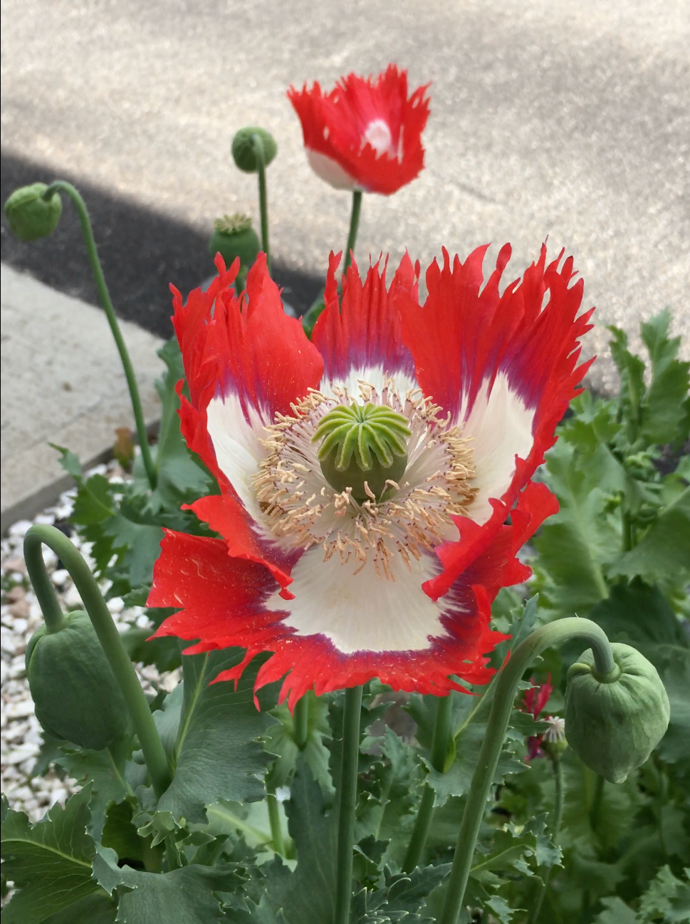 Izmir Danish Flag Poppy (1000+ seeds)