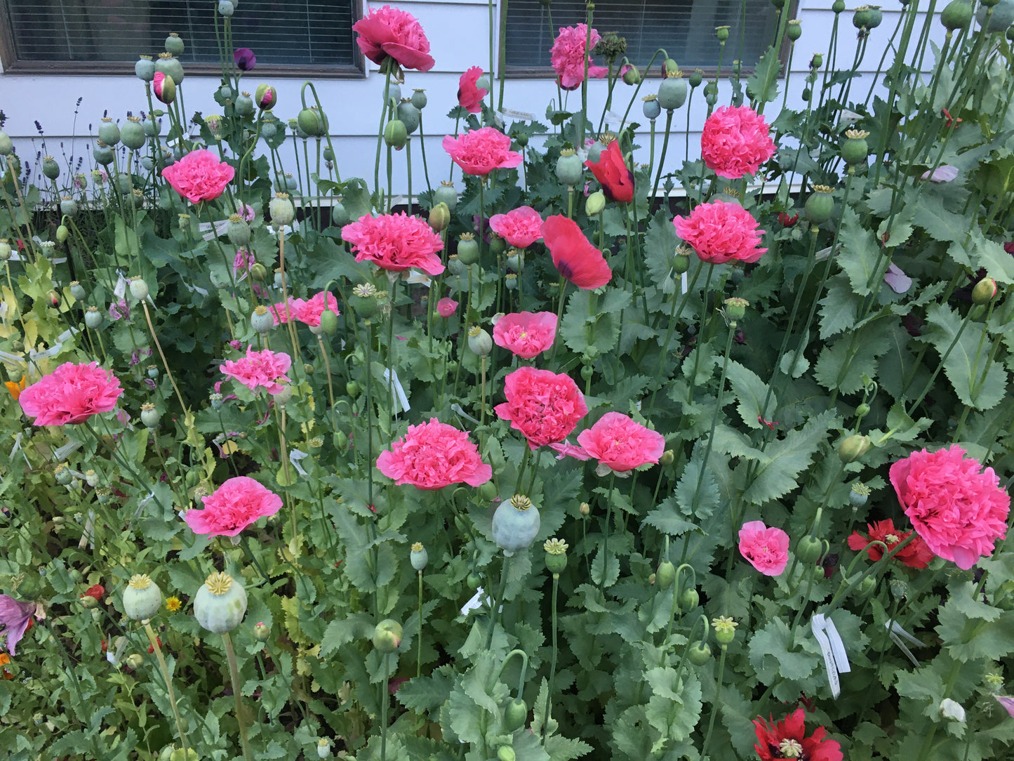 Izmir Pink Cloud Poppy (1000+ seeds)