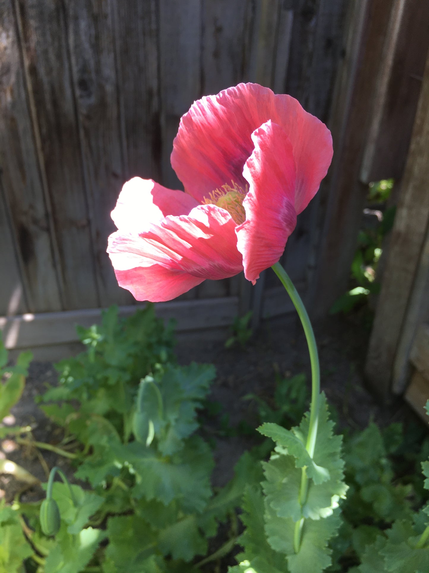 Izmir Giganthemum Poppy (500+ seeds)