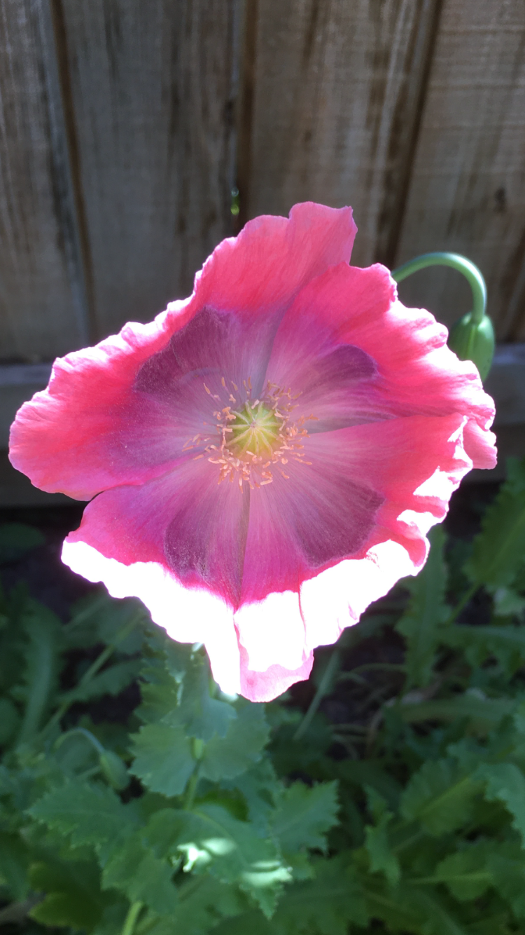 Izmir Giganthemum Poppy (500+ seeds)