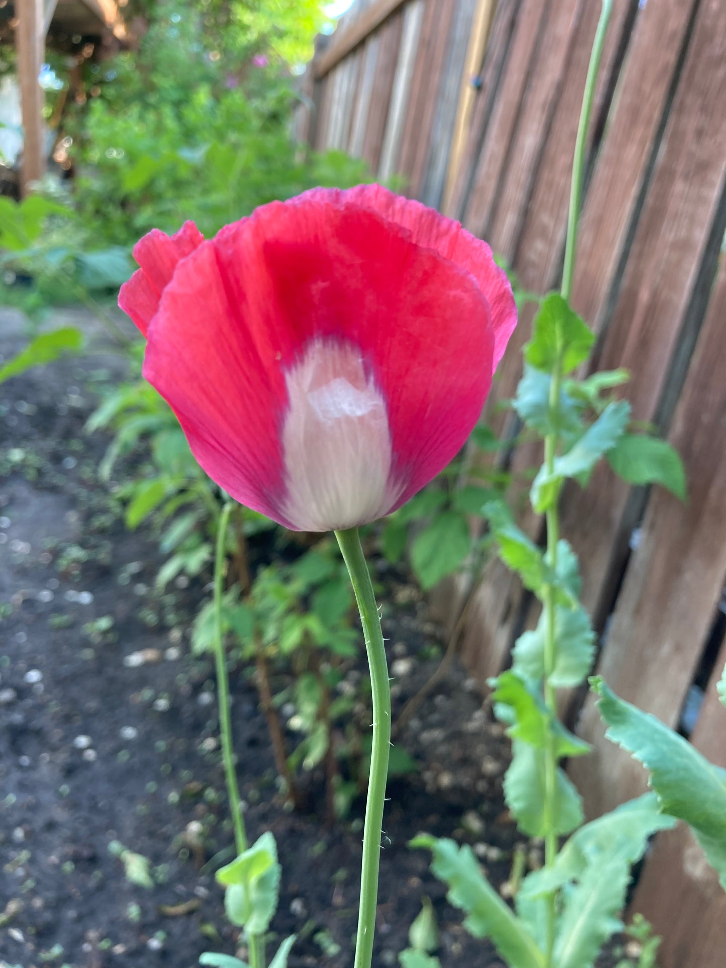 Afghan Flag Poppy (500+ seeds)