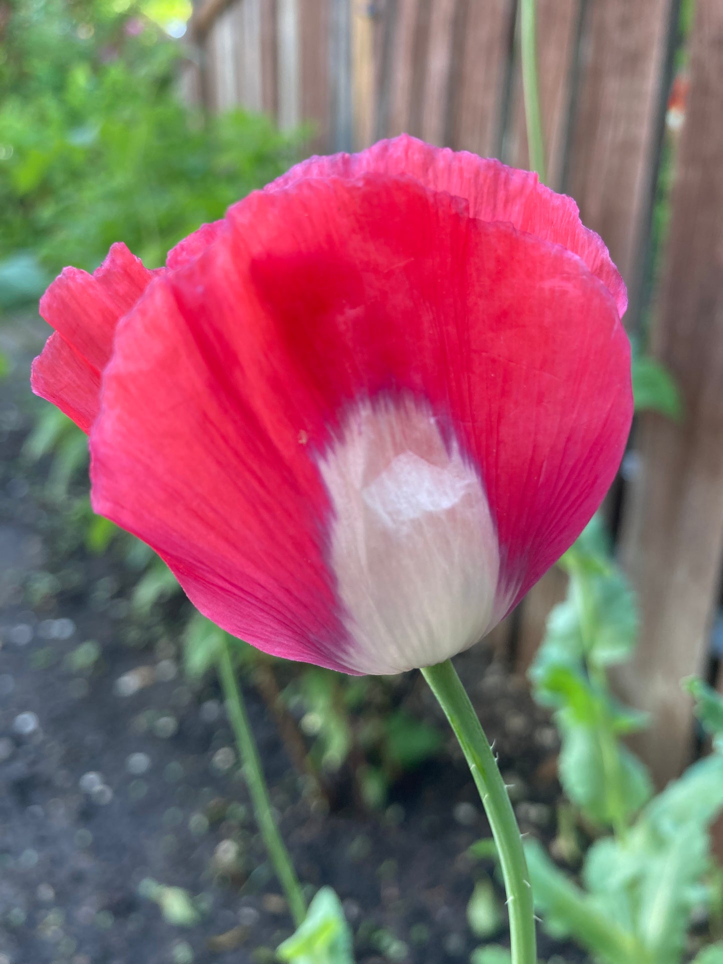 Afghan Flag Poppy (500+ seeds)