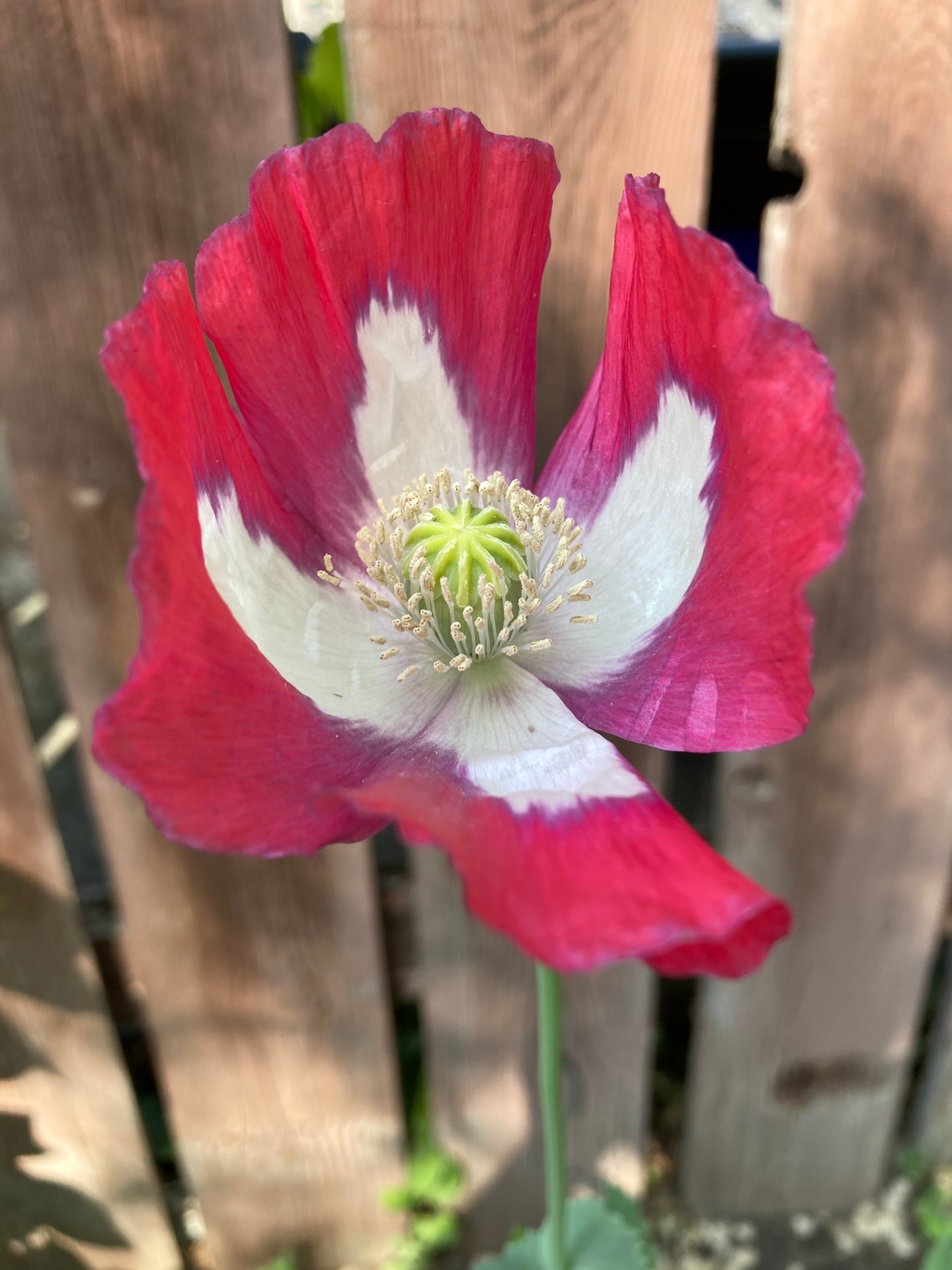 Afghan Flag Poppy (500+ seeds)
