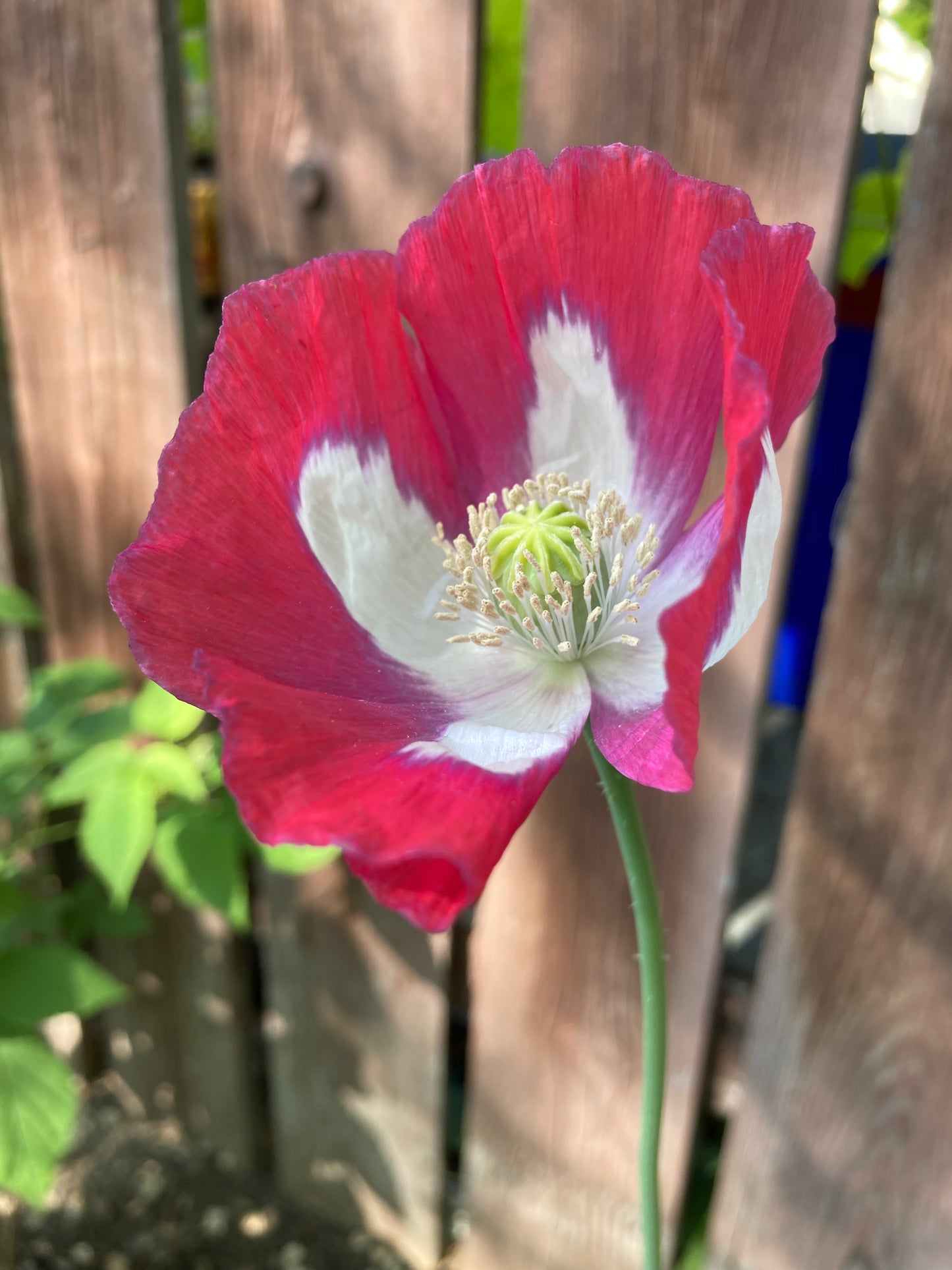 Afghan Flag Poppy (500+ seeds)