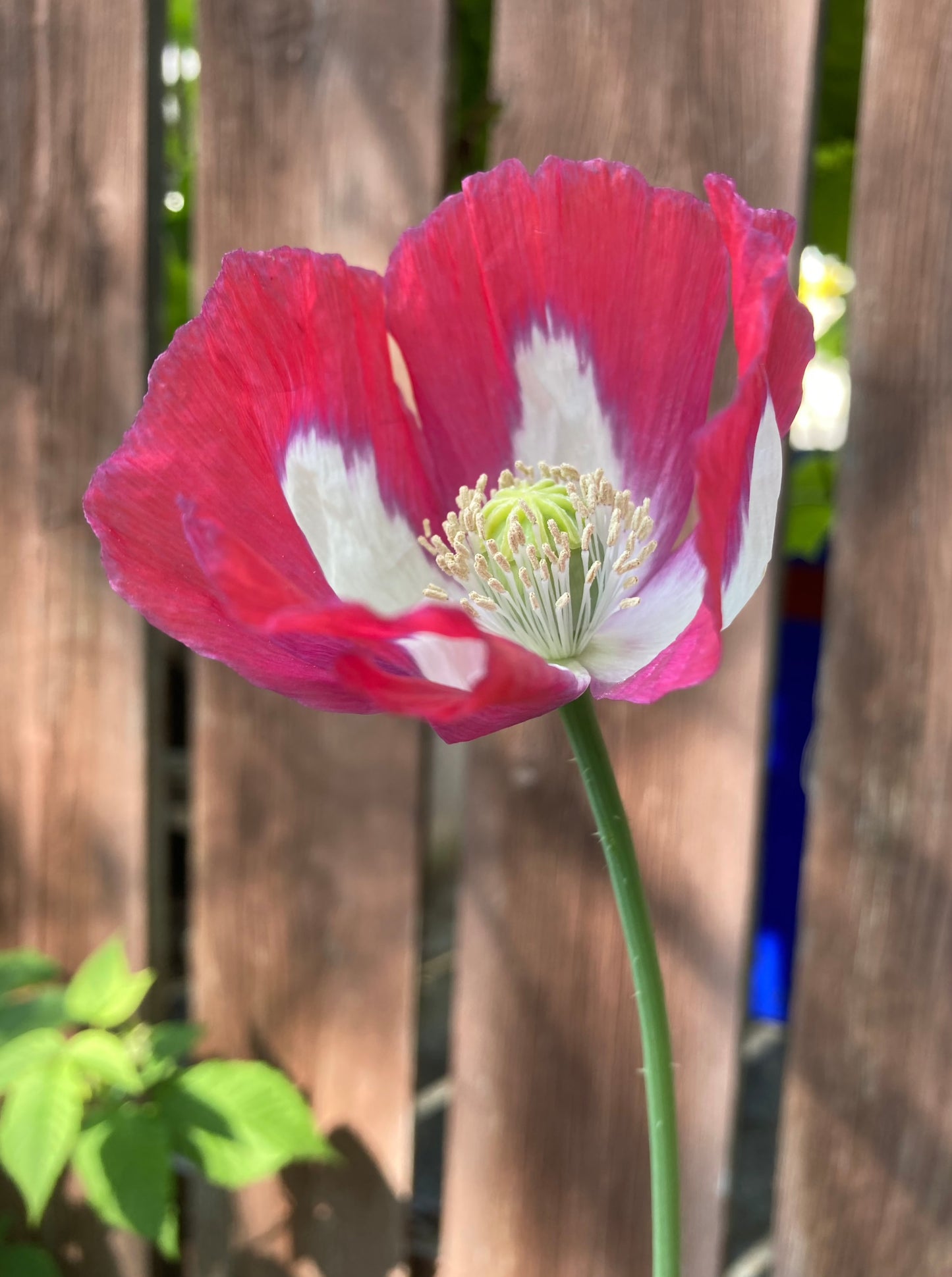 Our Afghans got scorched and stunted by the heat wave we had this year so we could't get any real good pictures that do these justice