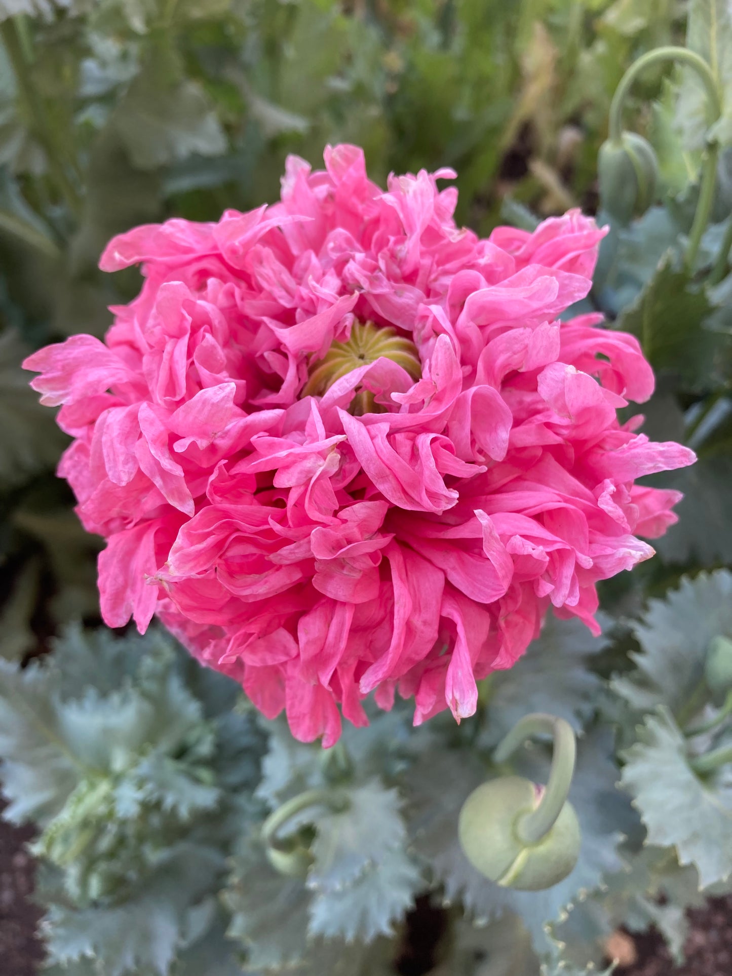 Izmir Pink Cloud Poppy (1000+ seeds)