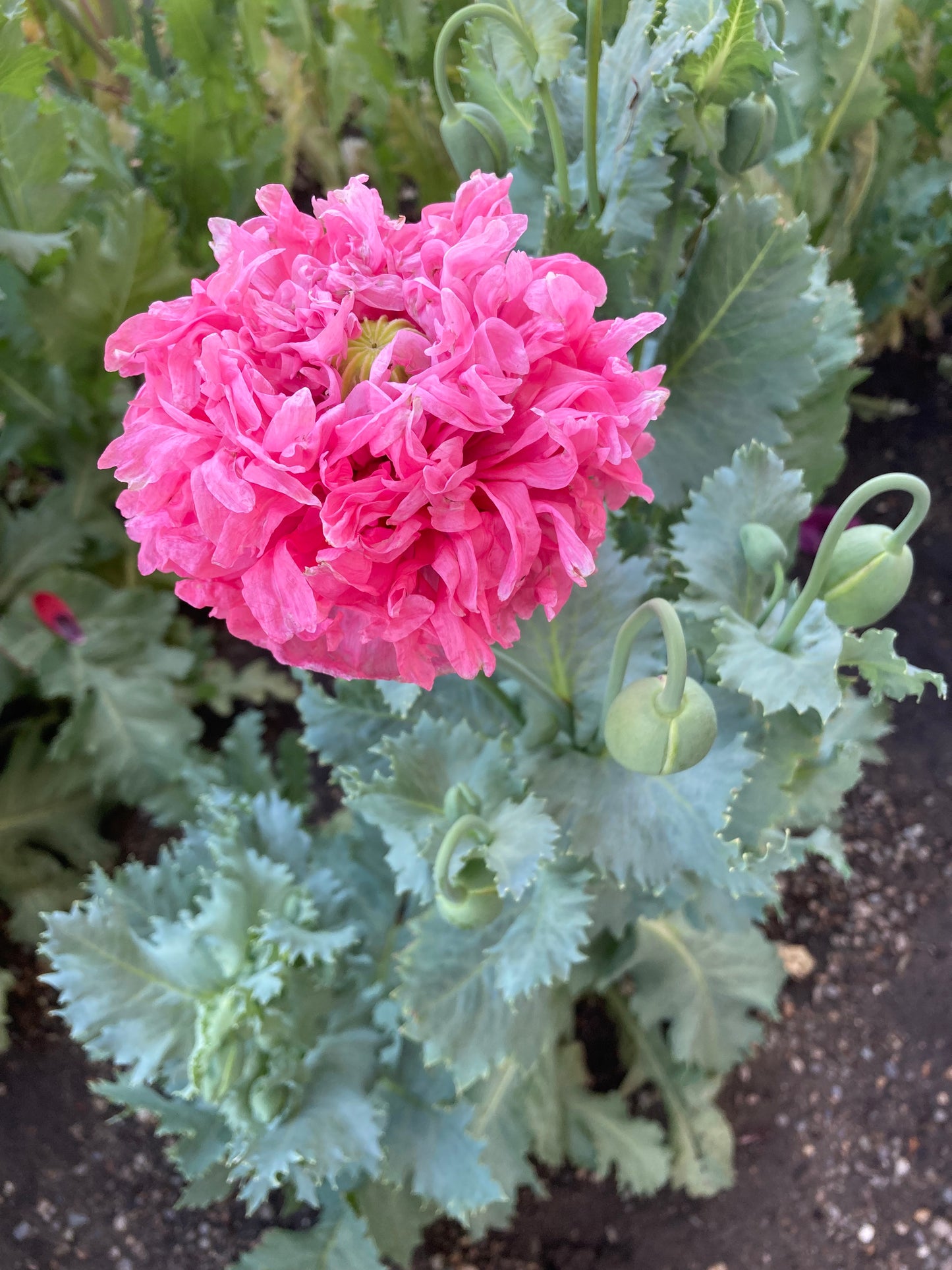 Izmir Pink Cloud Poppy (1000+ seeds)