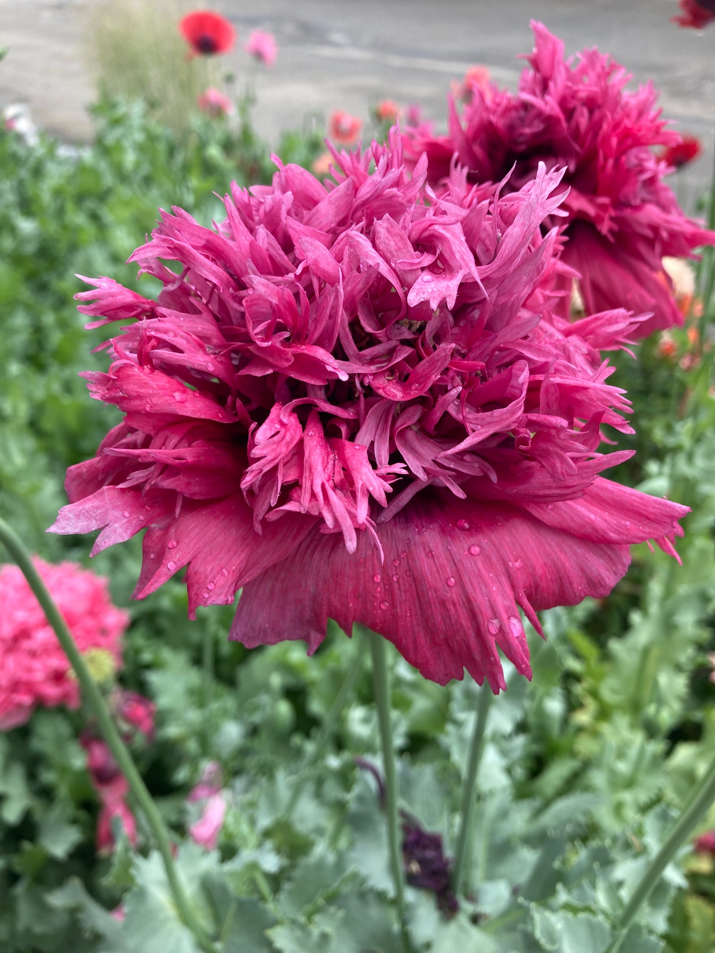 Lauren's Cloud Poppy (500+ seeds)