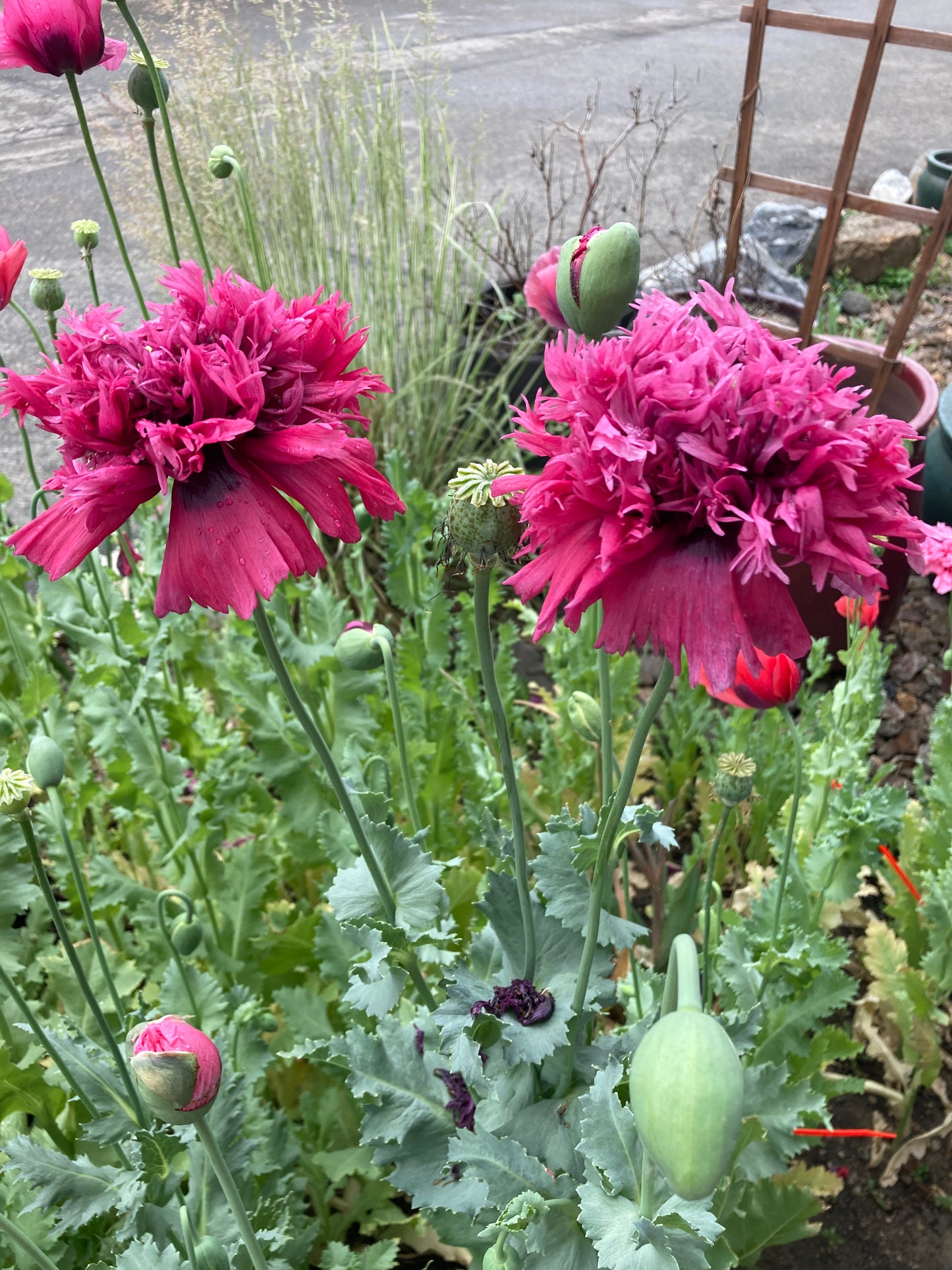 Lauren's Cloud Poppy (500+ seeds)