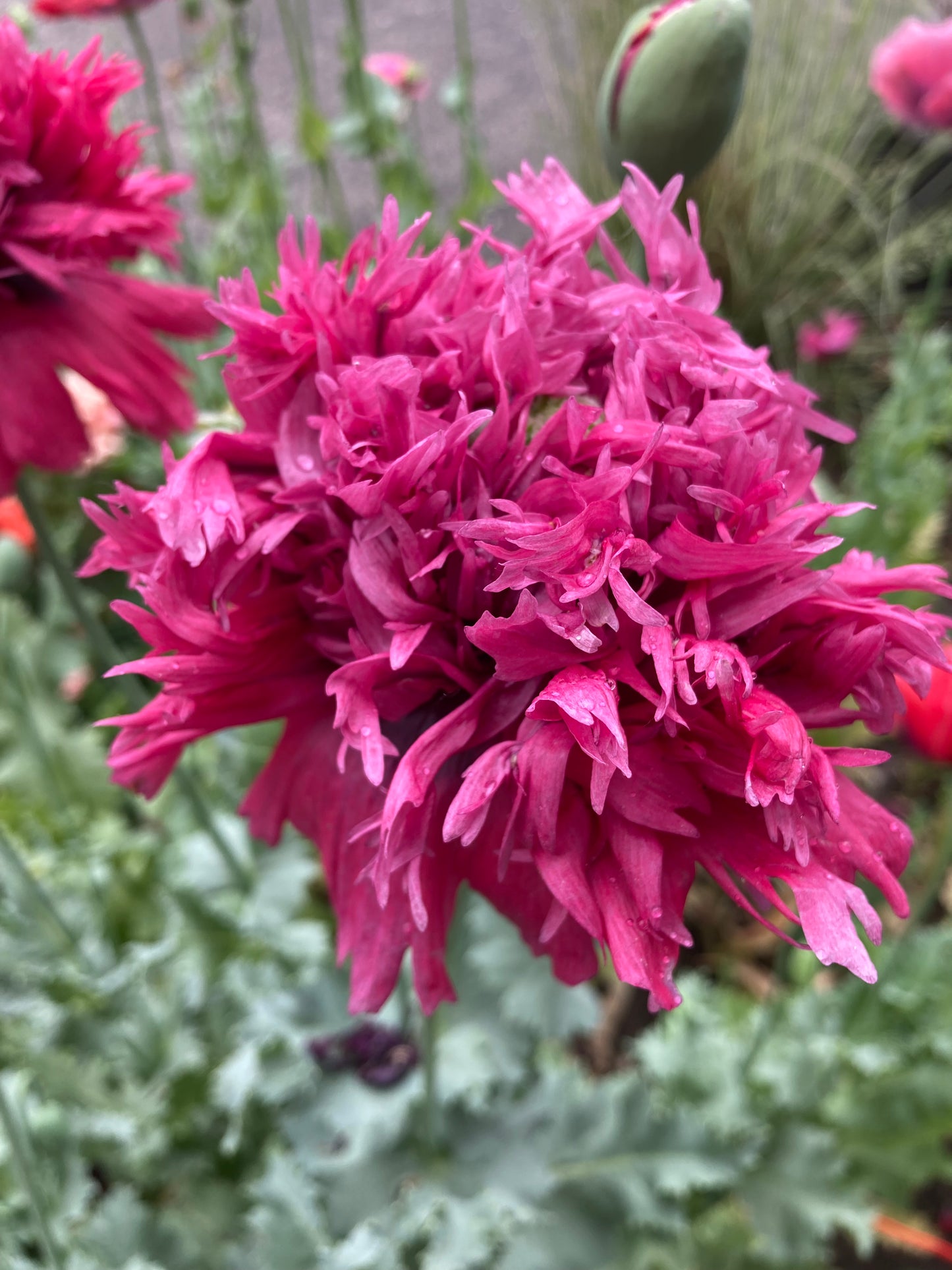 Lauren's Cloud Poppy (500+ seeds)