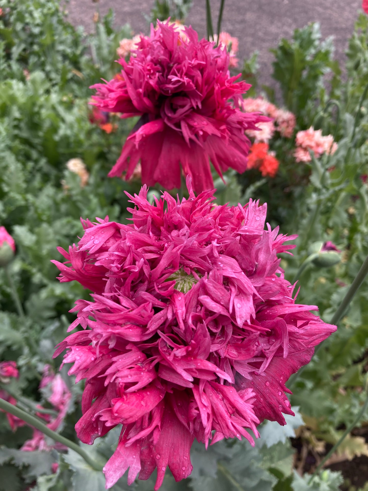Lauren's Cloud Poppy (500+ seeds)