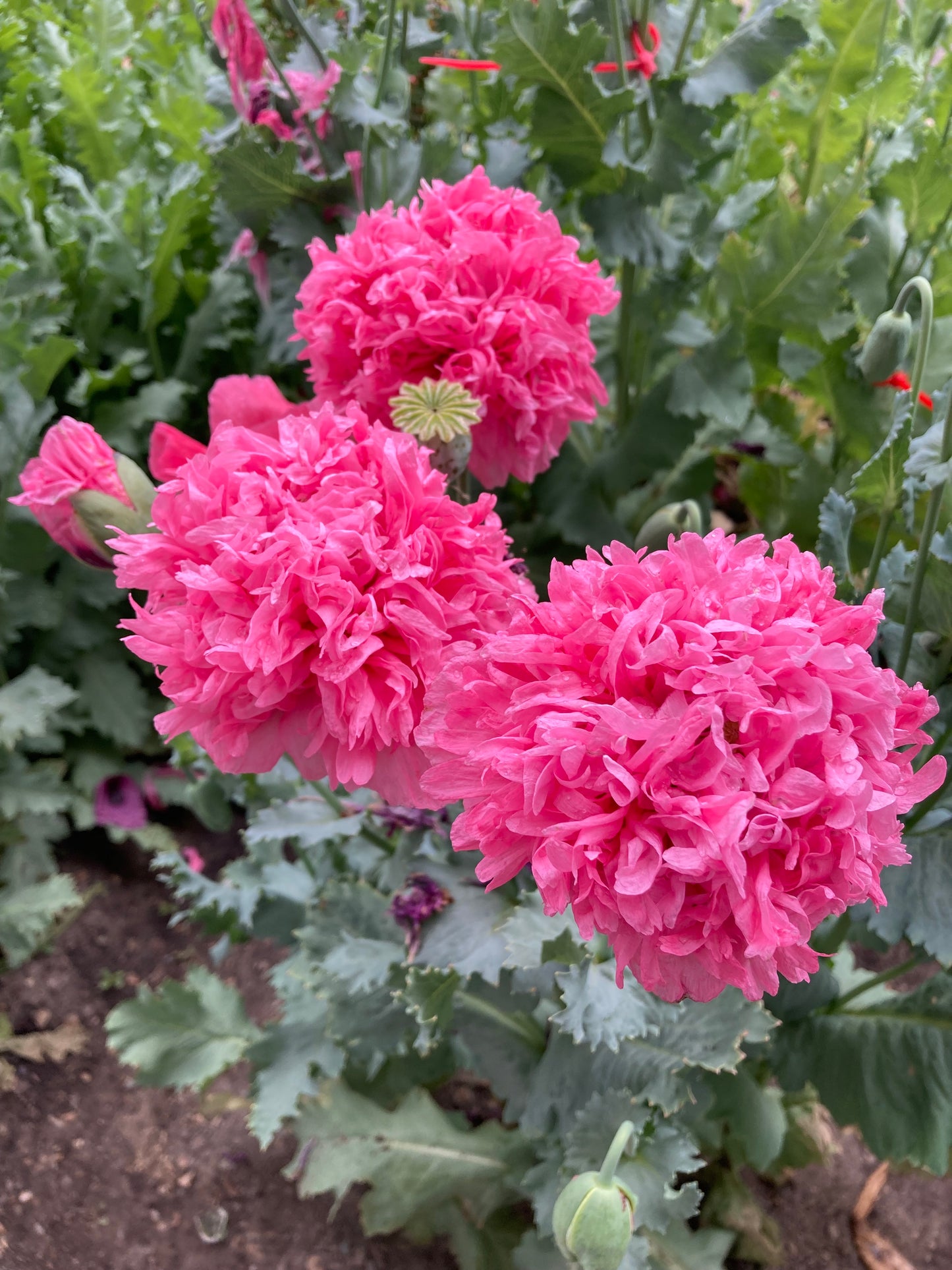 Izmir Pink Cloud Poppy (1000+ seeds)