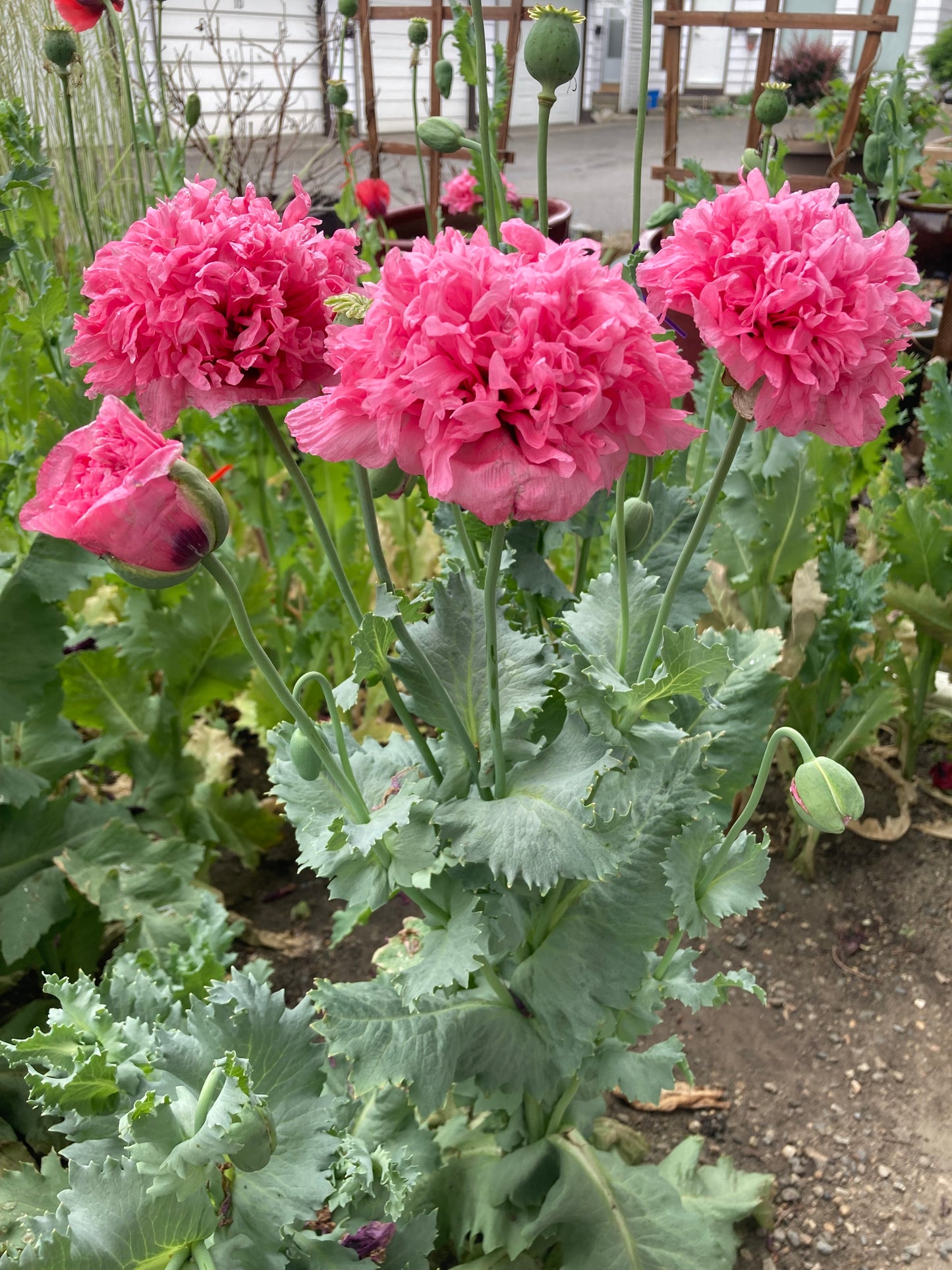 Izmir Pink Cloud Poppy (1000+ seeds)