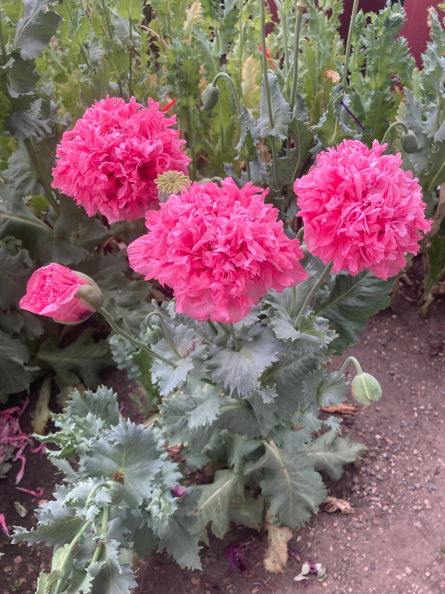 Izmir Pink Cloud Poppy (1000+ seeds)