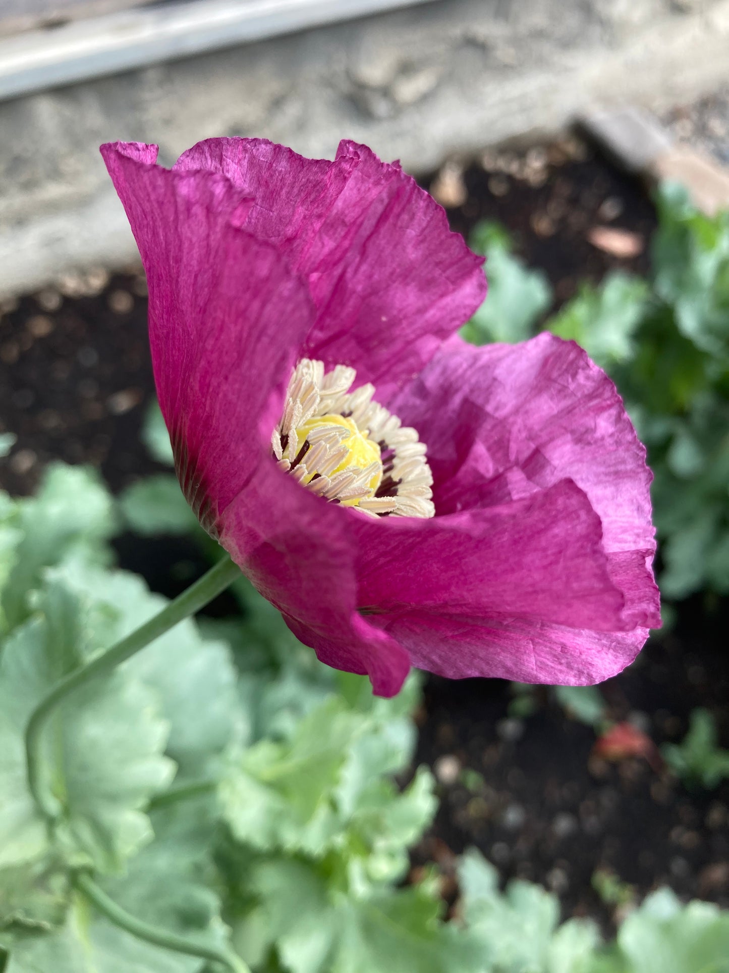 Izmir Lauren's Grape Poppy (1000+ seeds)