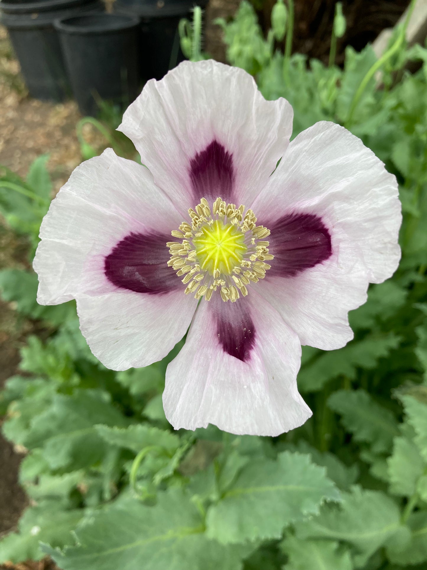 Izmir Bush Poppy (1000+ seeds)