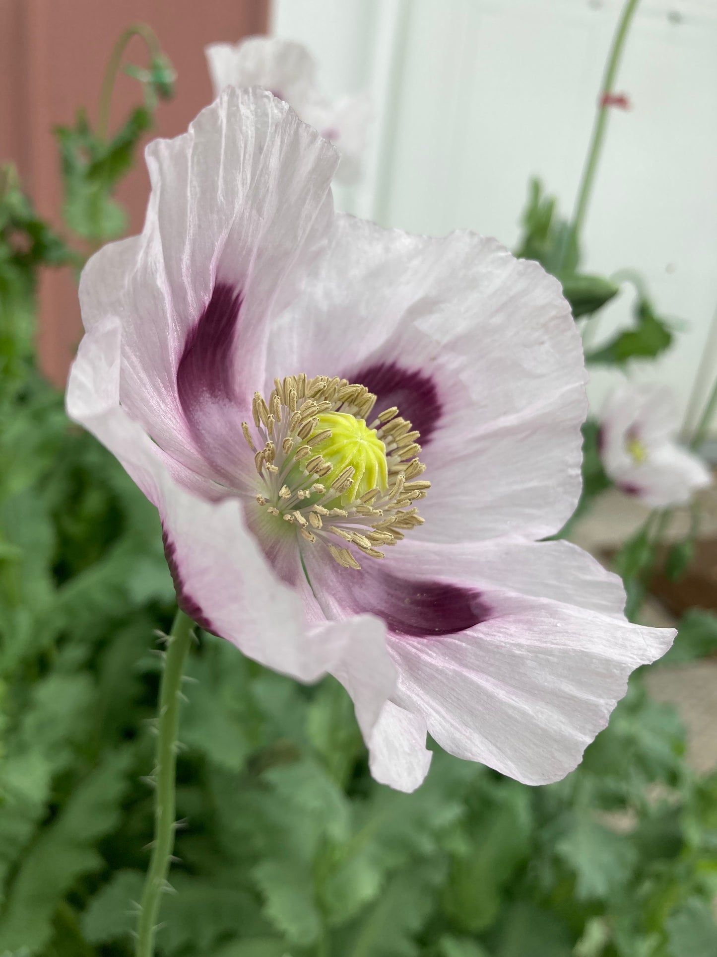 Izmir Bush Poppy (1000+ seeds)