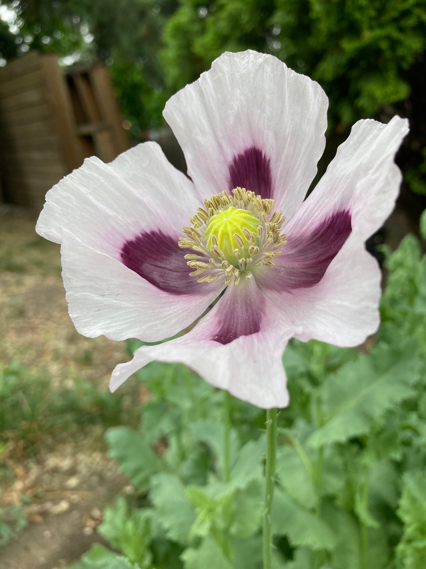 Izmir Bush Poppy (1000+ seeds)