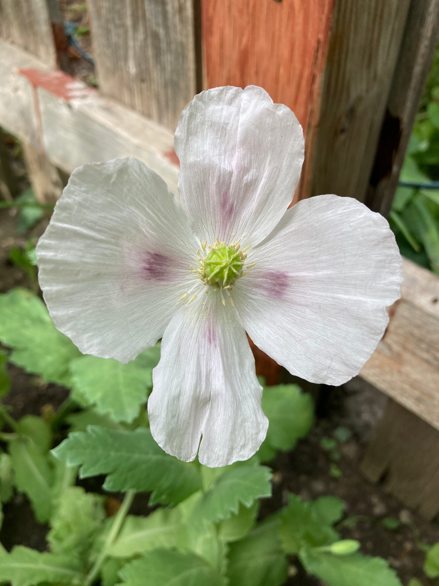 Stockman's Tasmanian Poppy (500+ seeds)