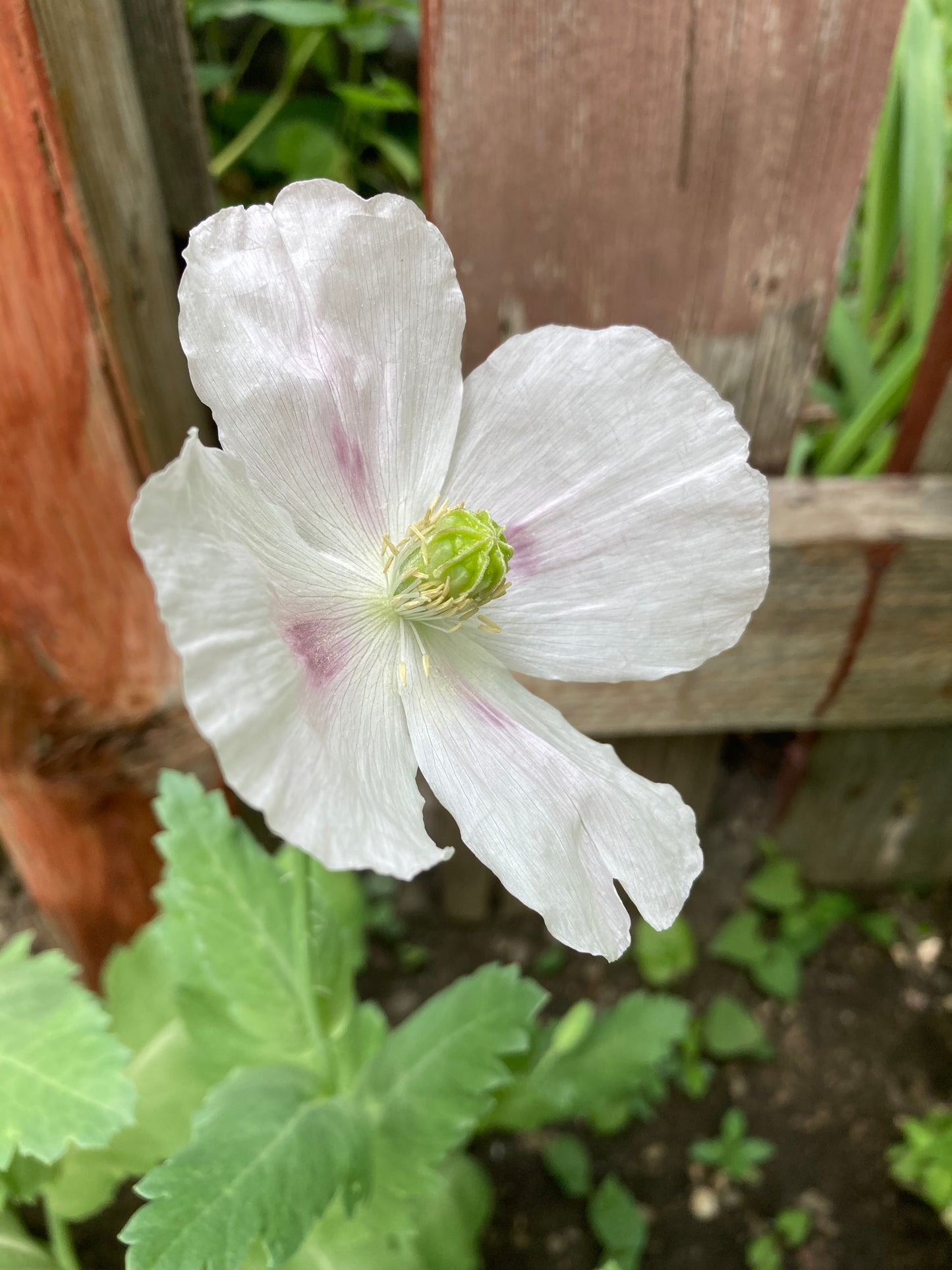 Stockman's Tasmanian Poppy (500+ seeds)