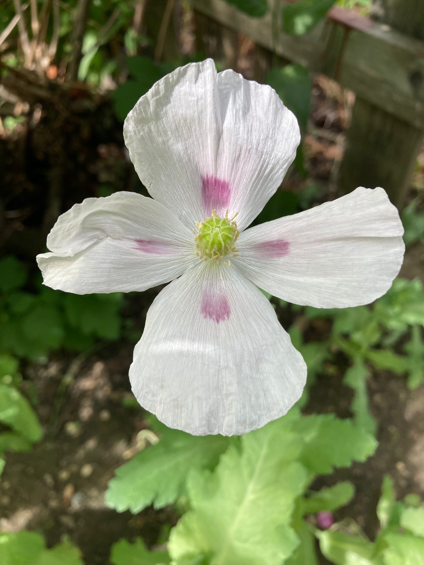 Stockman's Tasmanian Poppy (500+ seeds)