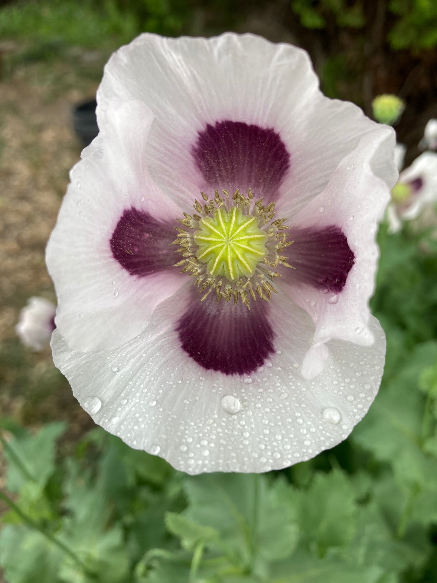 Izmir Bush Poppy (1000+ seeds)