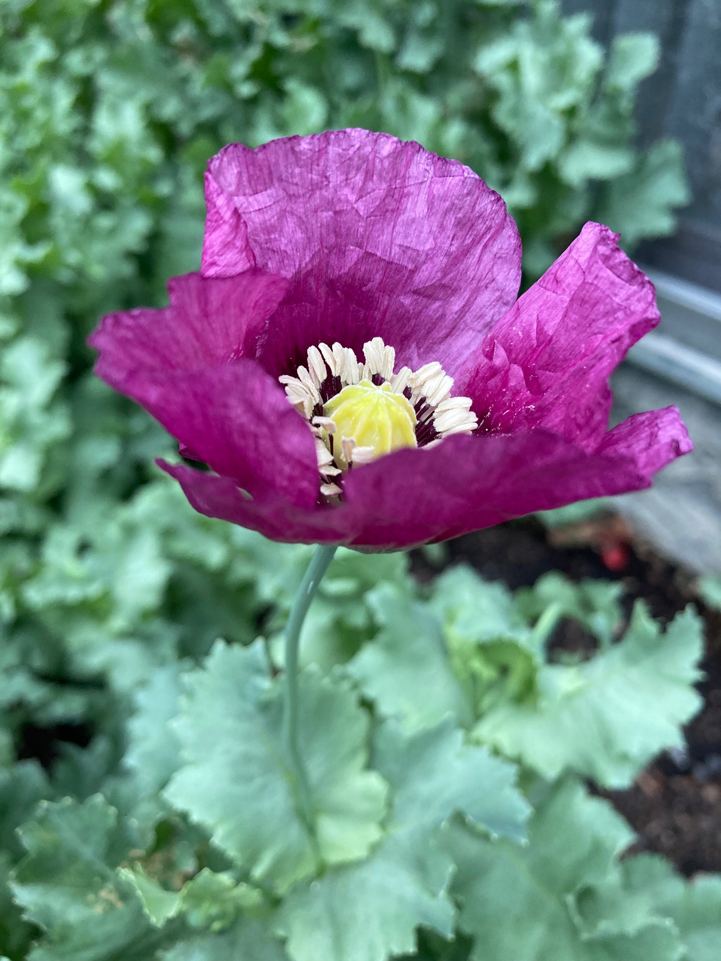 Izmir Lauren's Grape Poppy (1000+ seeds)