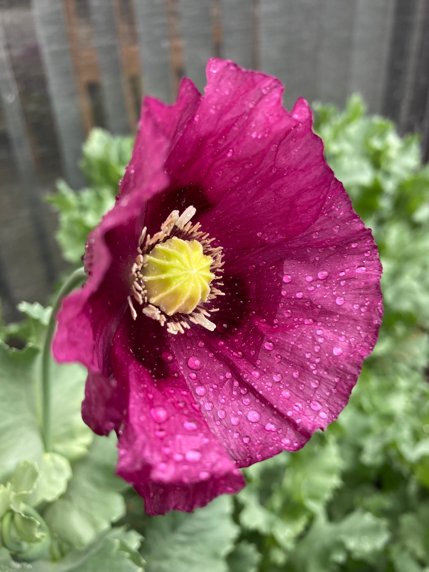 Izmir Lauren's Grape Poppy (1000+ seeds)