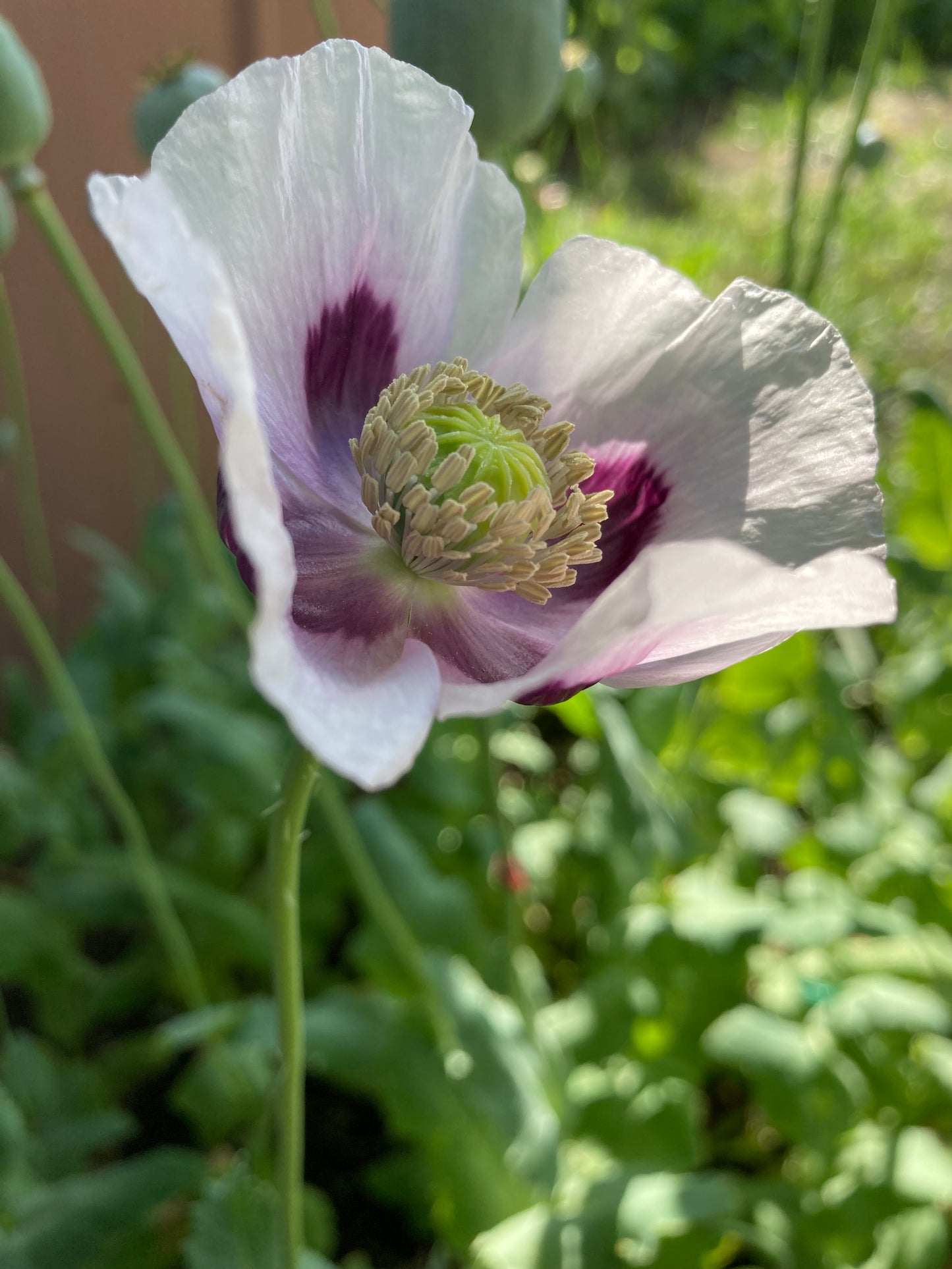 Izmir Bush Poppy (1000+ seeds)