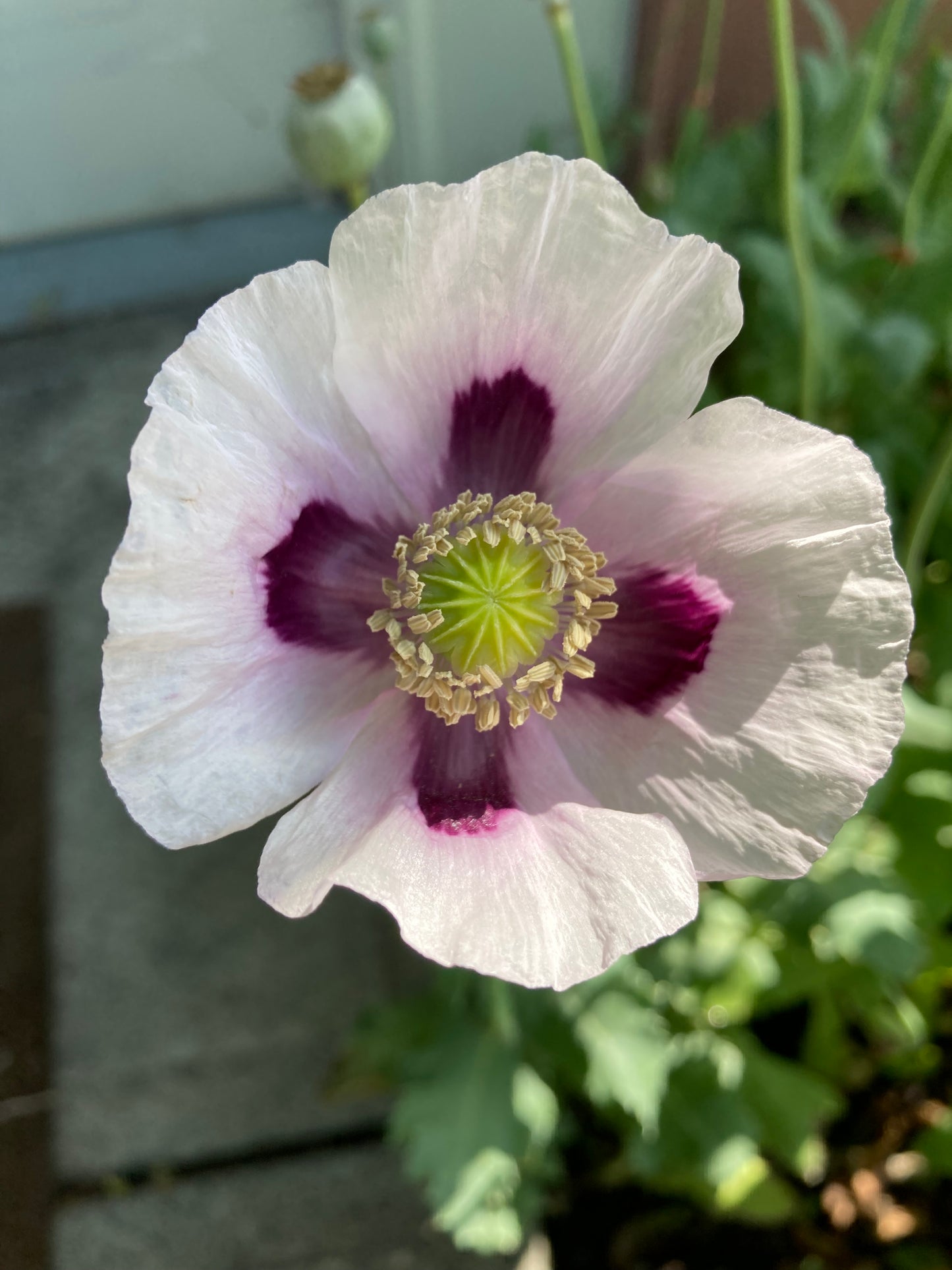 Izmir Bush Poppy (1000+ seeds)
