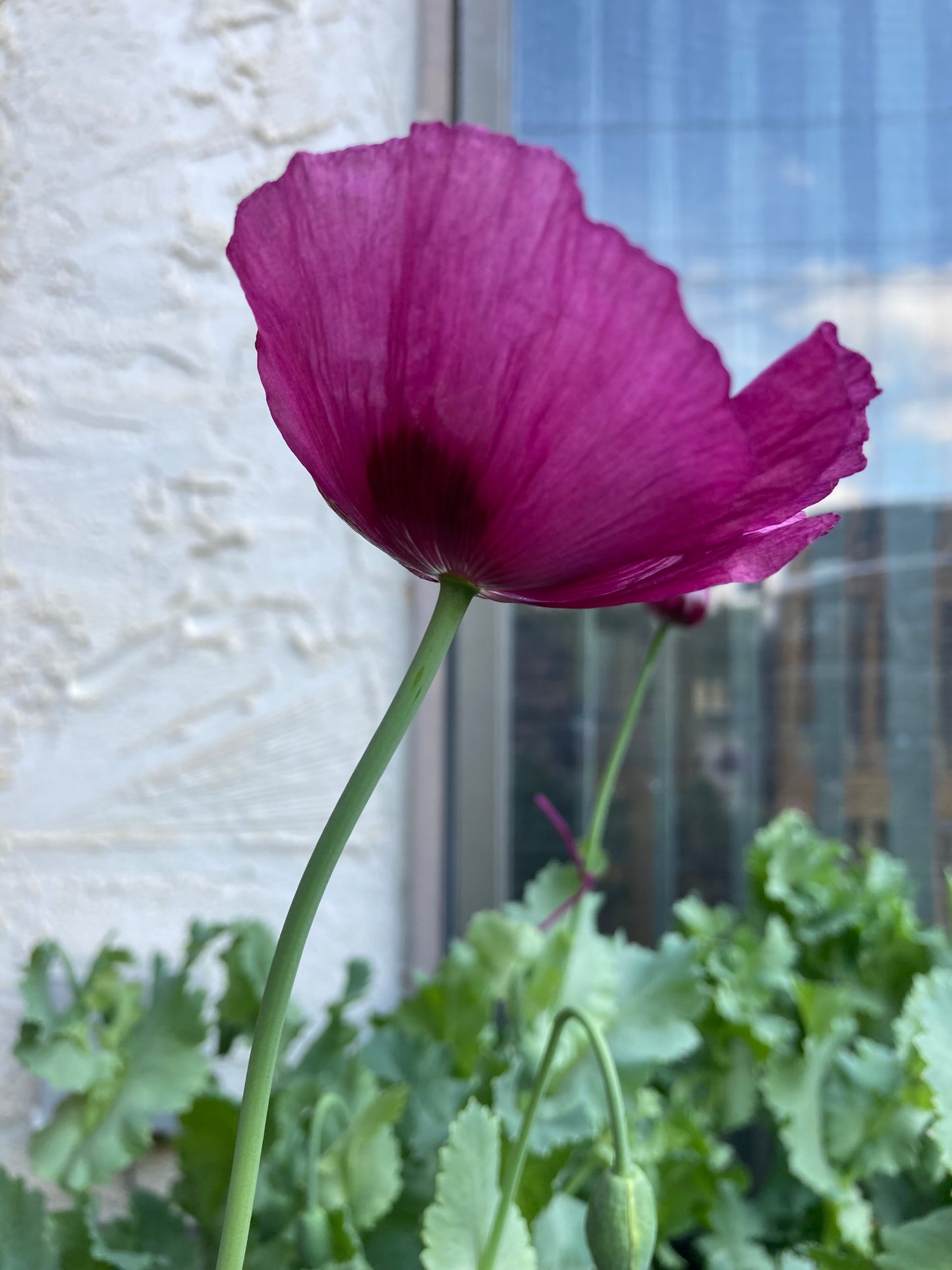 Izmir Lauren's Grape Poppy (1000+ seeds)