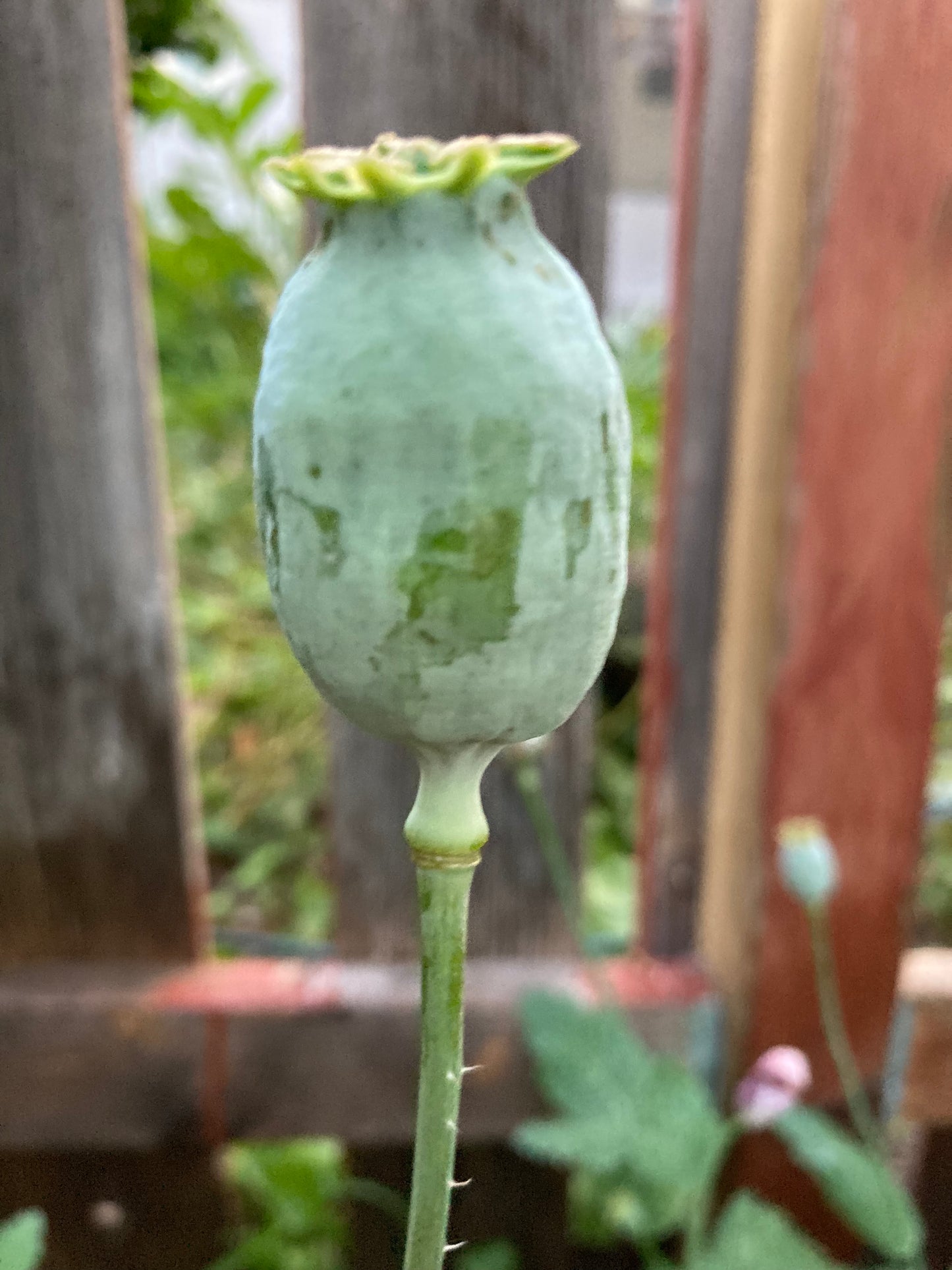 Stockman's Tasmanian Poppy (500+ seeds)