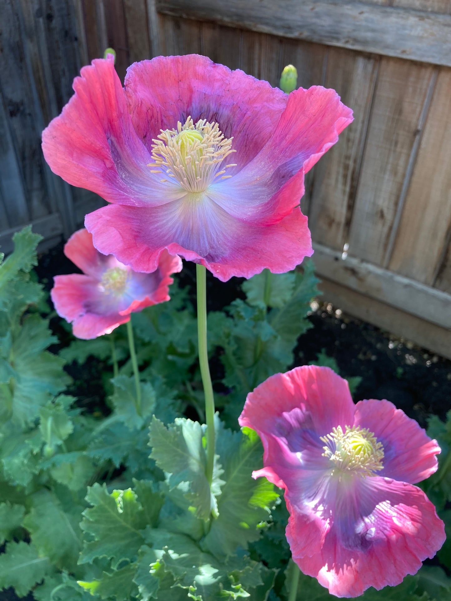 Izmir Giganthemum Poppy (500+ seeds)