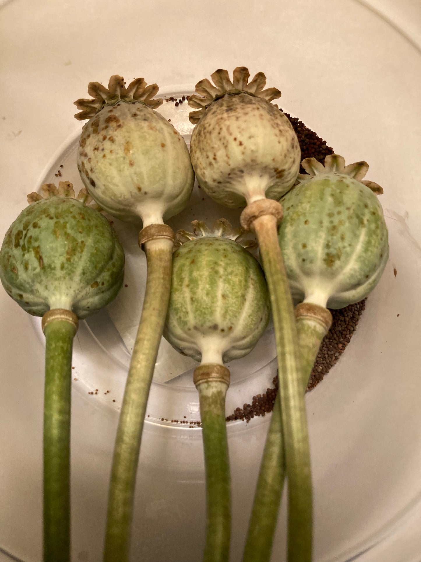 Lauren's Cloud Poppy (500+ seeds)