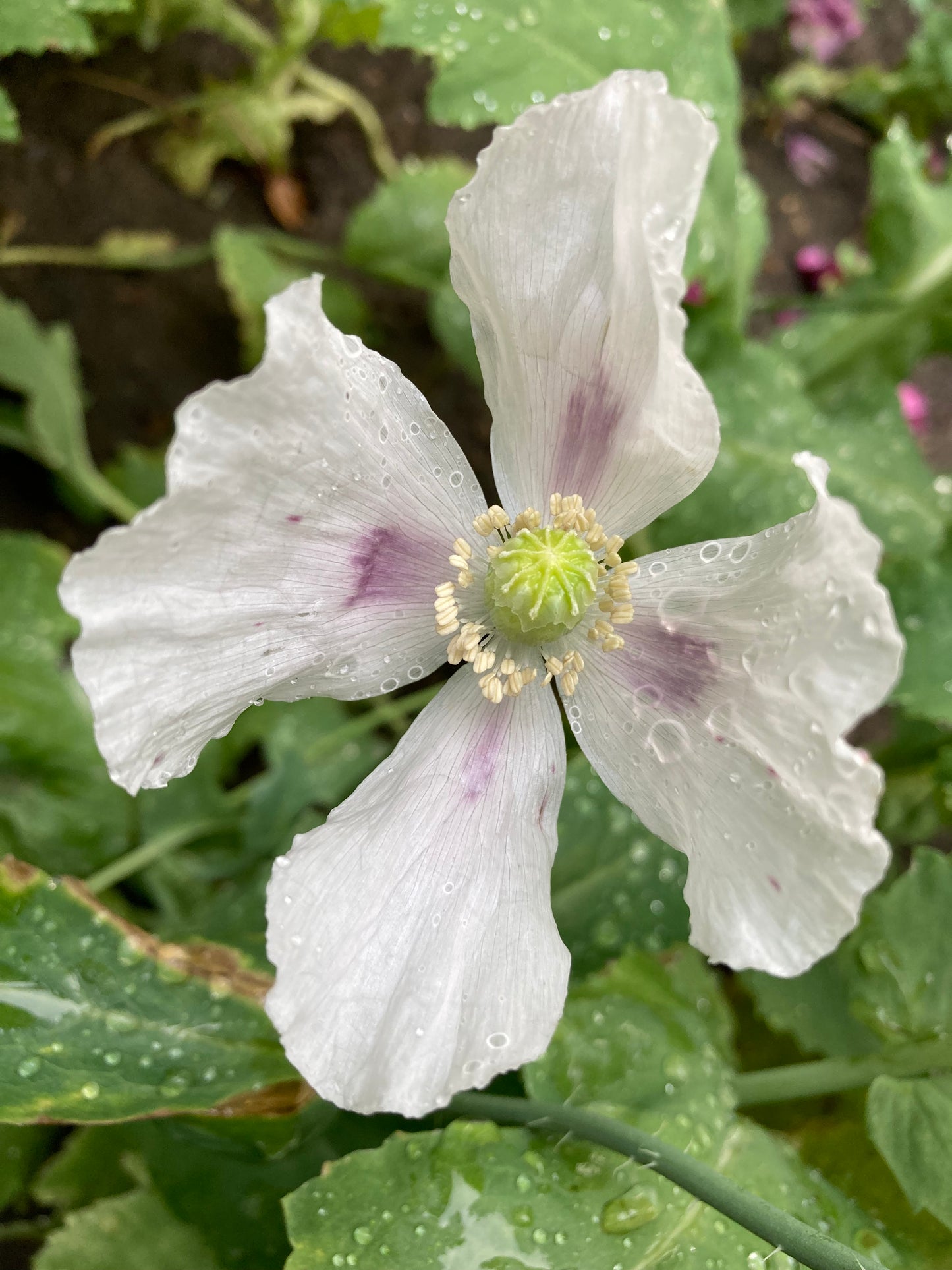 Stockman's Tasmanian Poppy (500+ seeds)