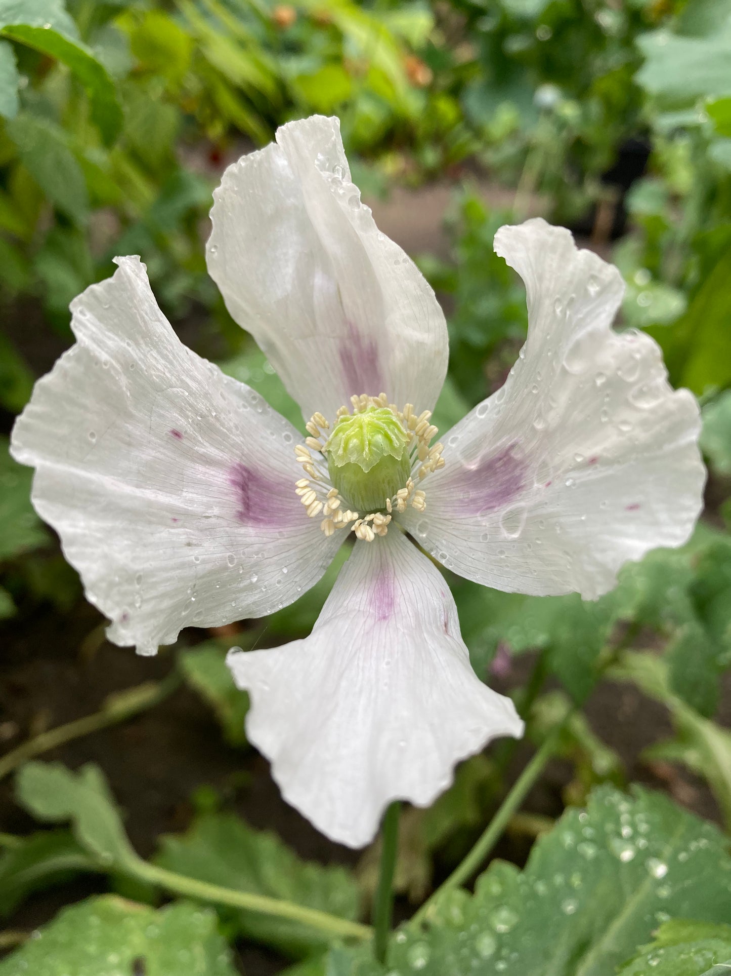 Stockman's Tasmanian Poppy (500+ seeds)