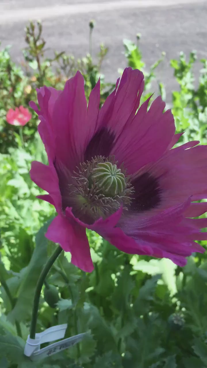 Poppy: Izmir Pink Pepperbox (1000+ seeds)