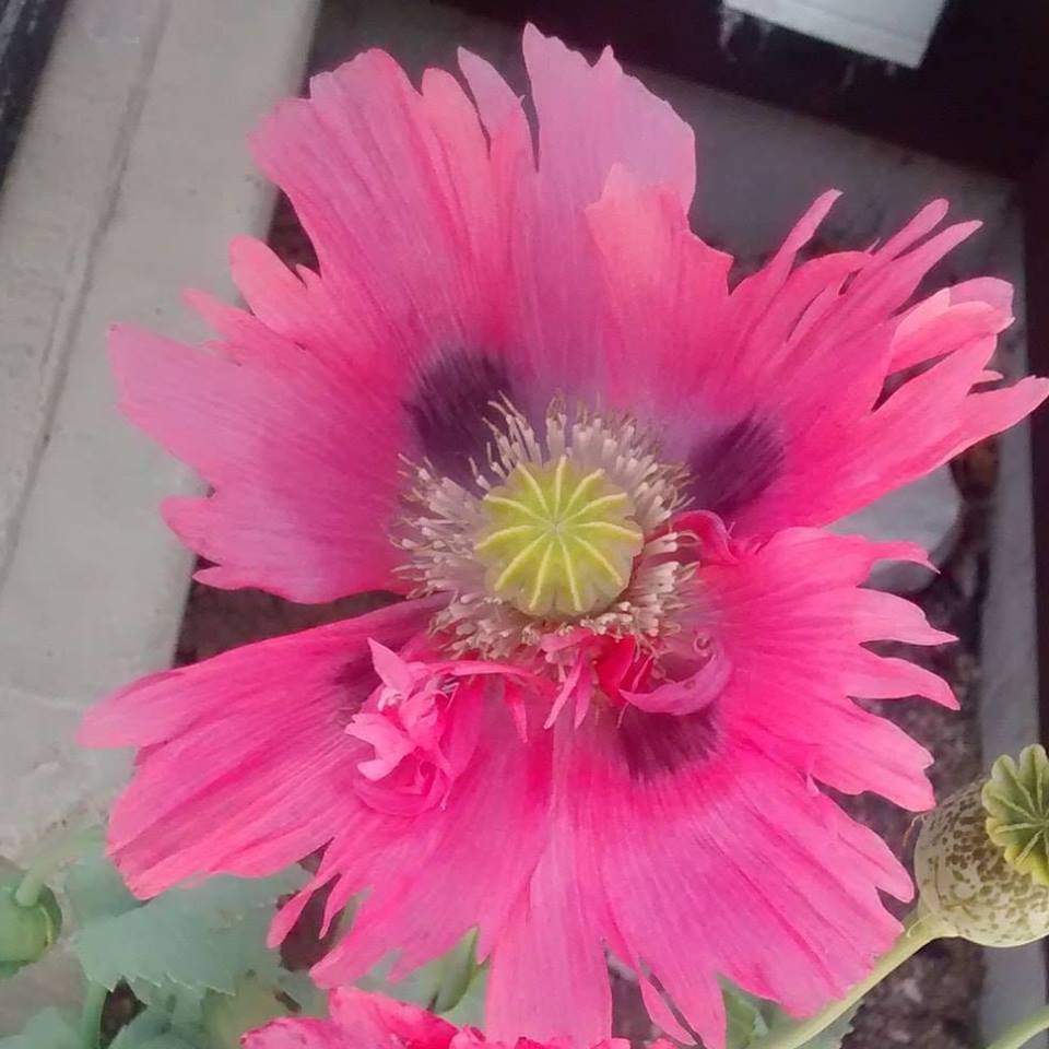 Izmir Garden Mix Poppy (1000+ seeds)