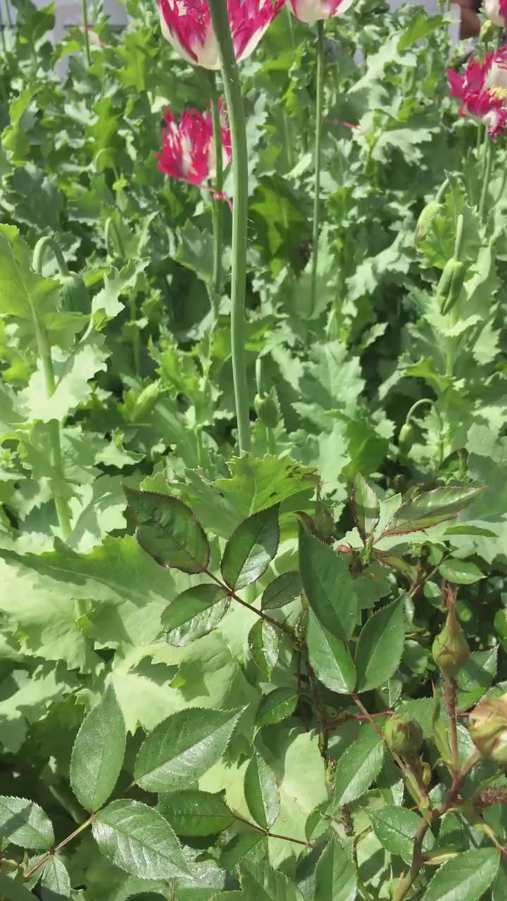 Poppy: Izmir Afghan Pink Flame (500+ seeds)