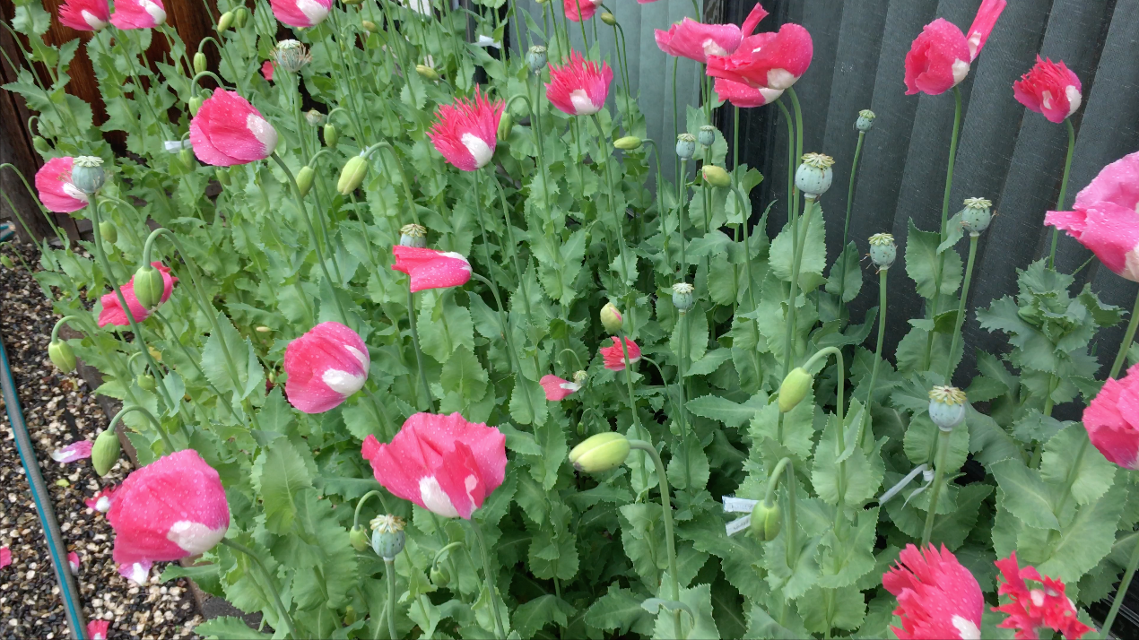 Izmir Afghan Pink Special (Galania) Poppy (500+ seeds)
