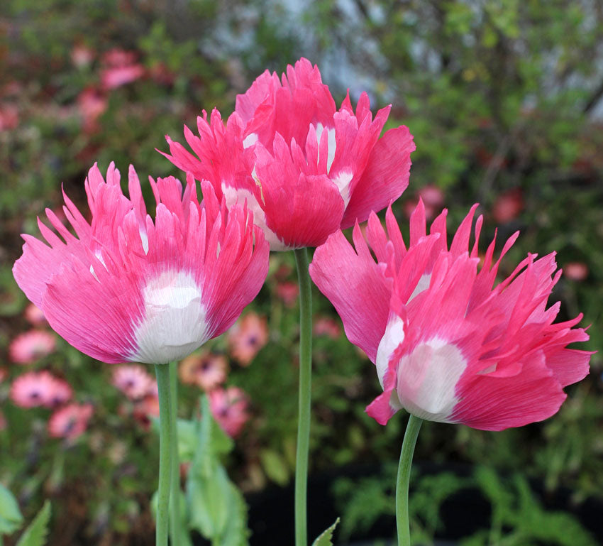 Izmir Afghan Pink Special (Galania) Poppy (500+ seeds)