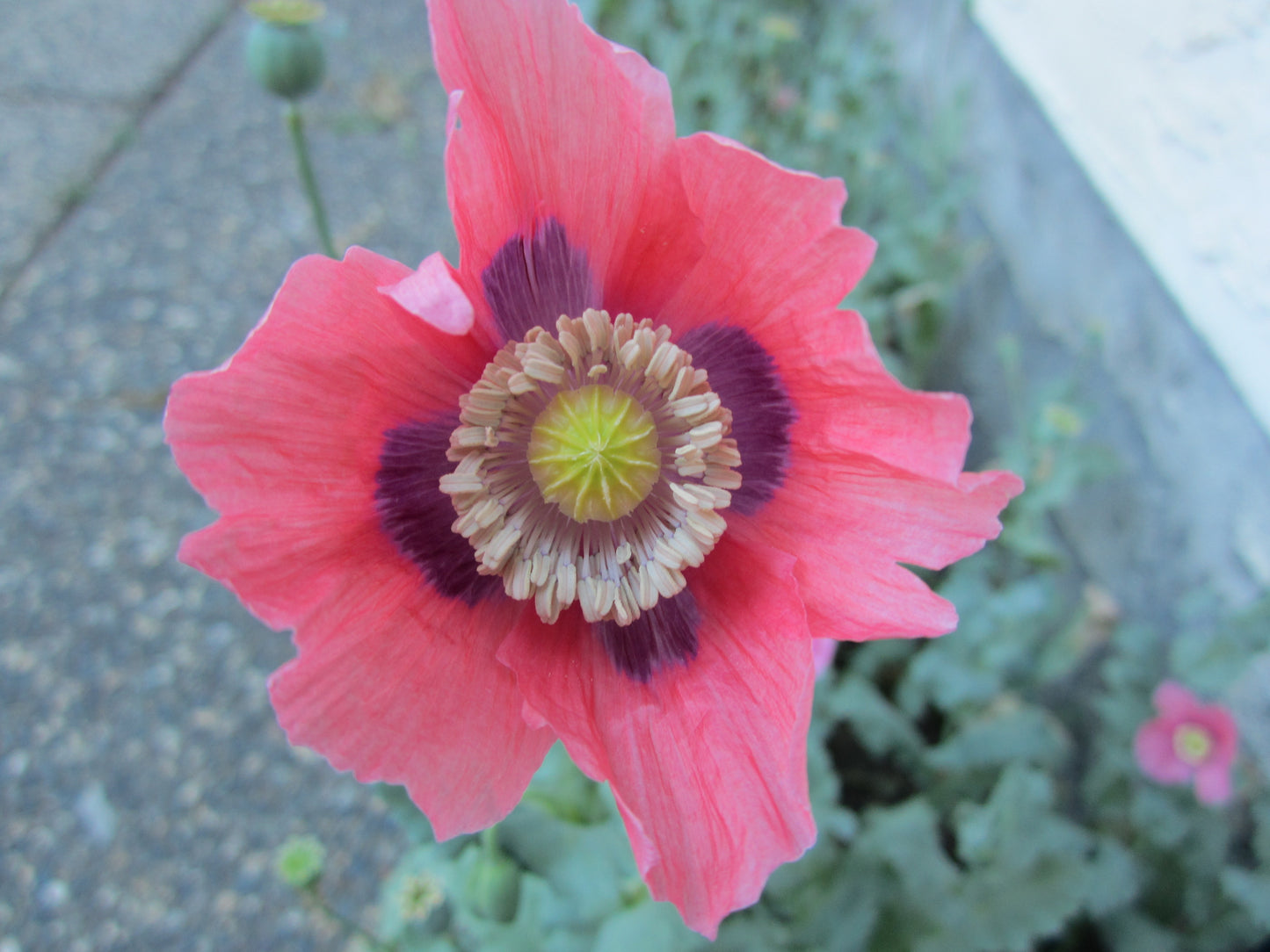 Okanagan Bush Poppy (1000+ seeds)
